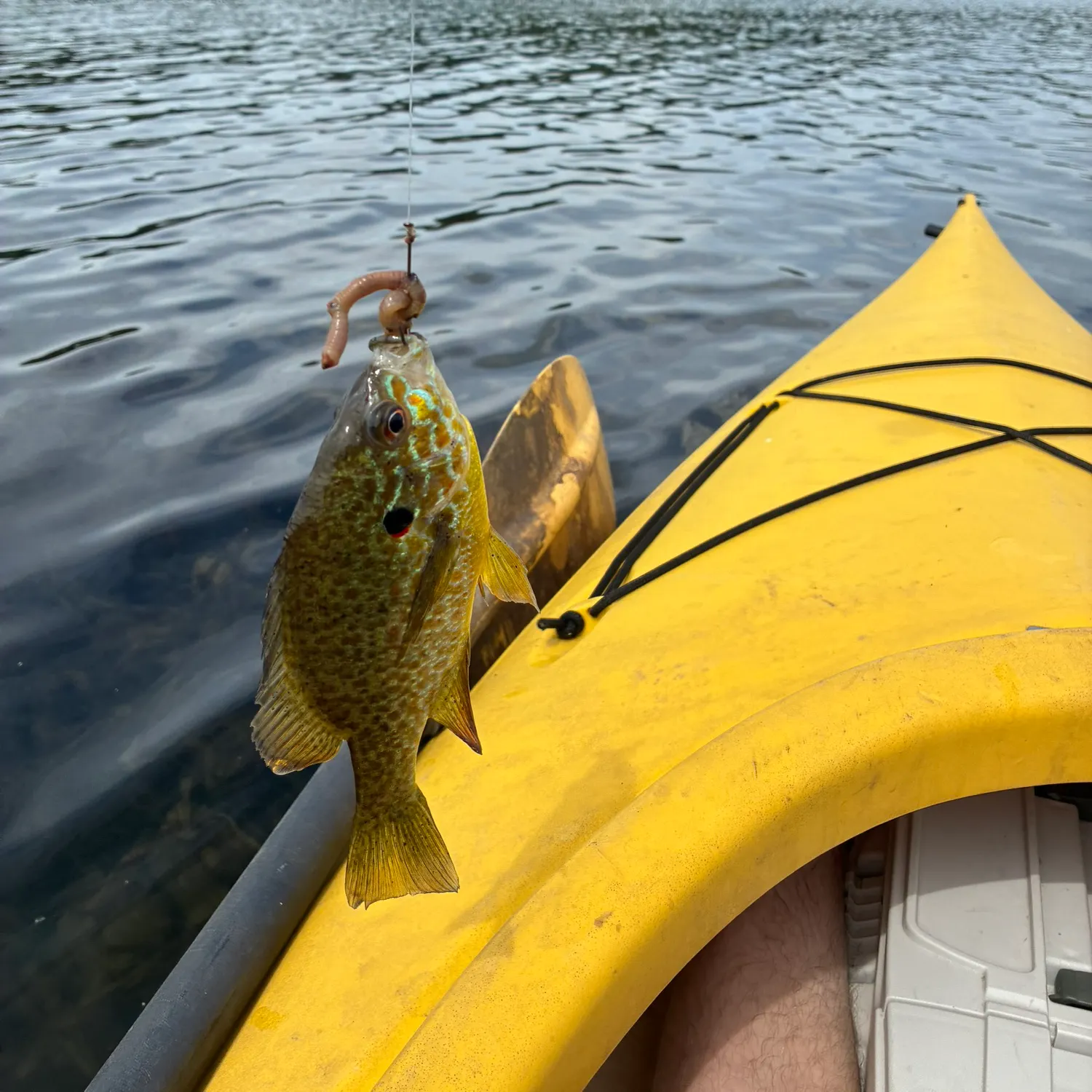 Pumpkinseed caught on Fishbrain