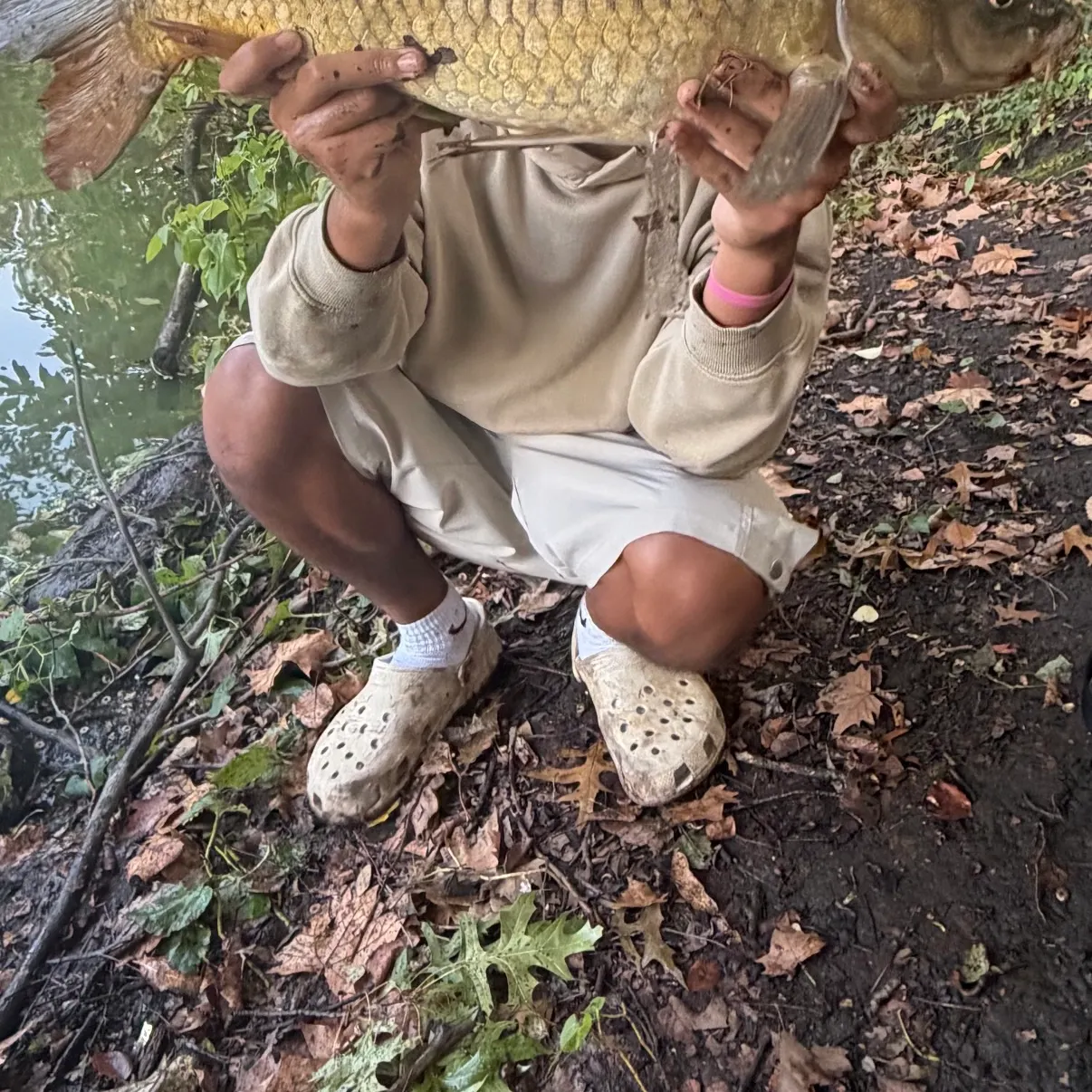 Common carp caught on Fishbrain