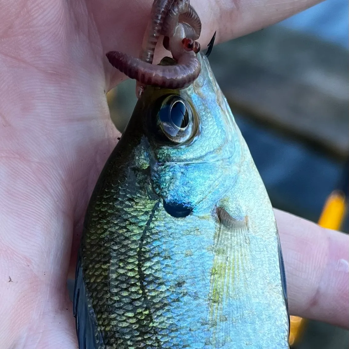 Bluegill caught on Fishbrain