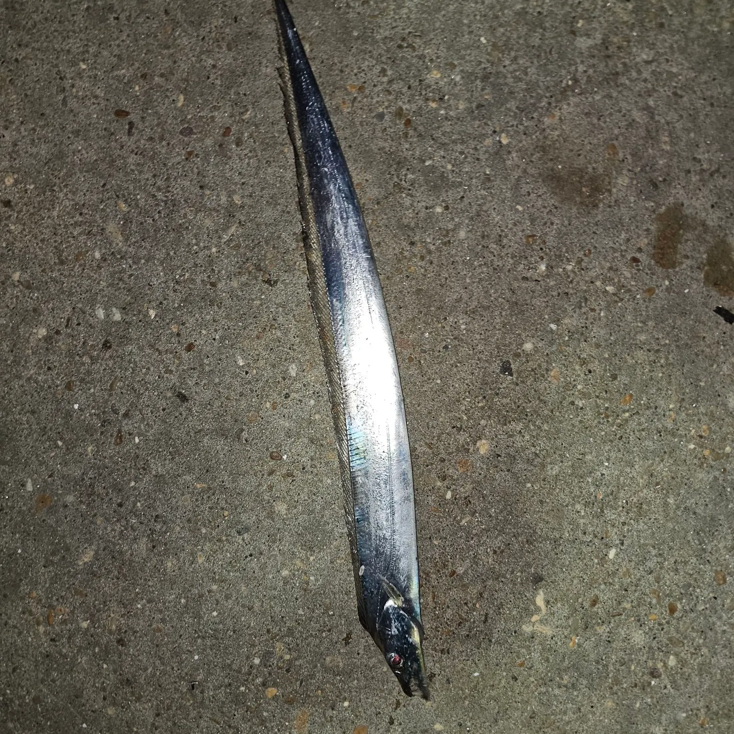 The most recent Atlantic cutlassfish catches on Fishbrain