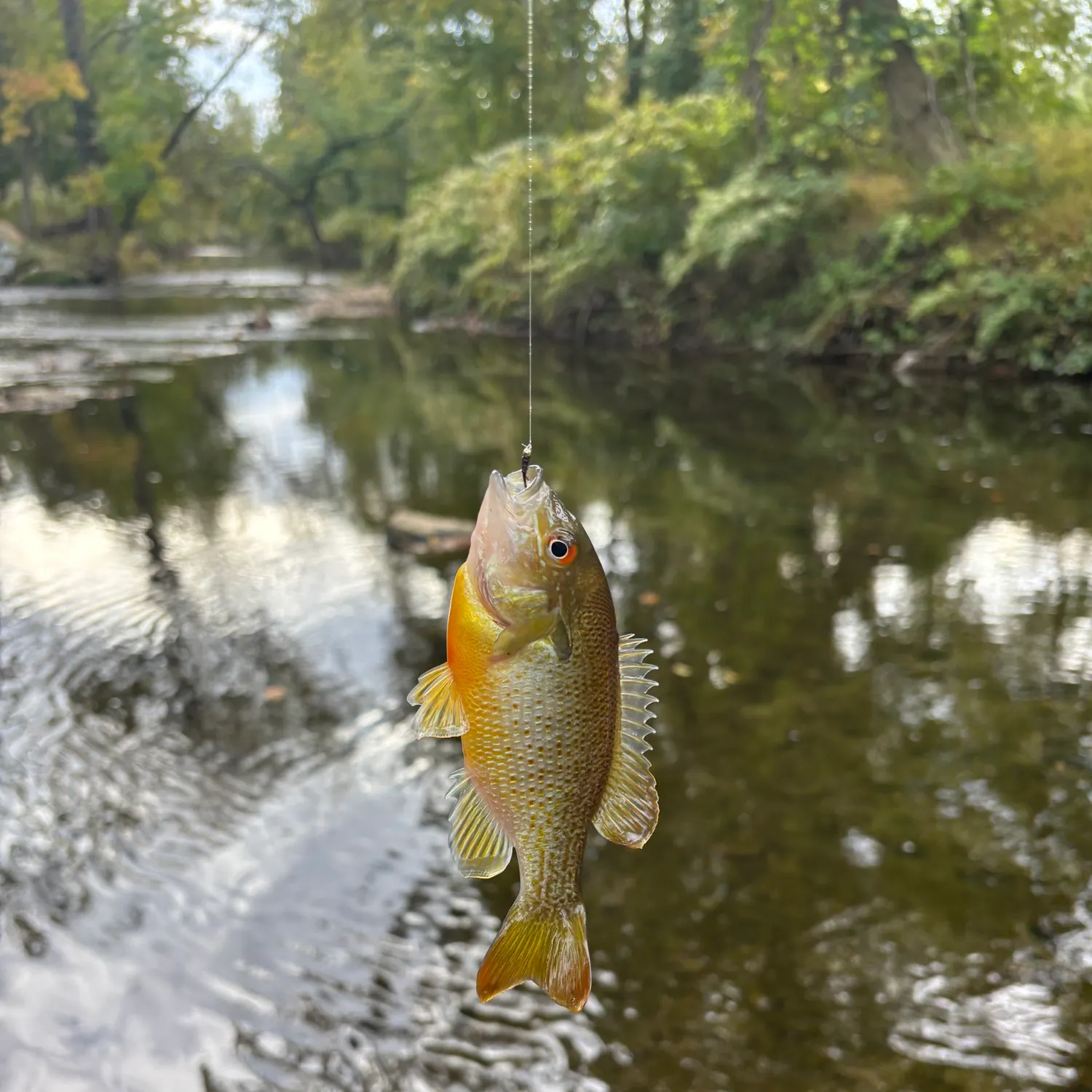 Redbreast sunfish caught on Fishbrain