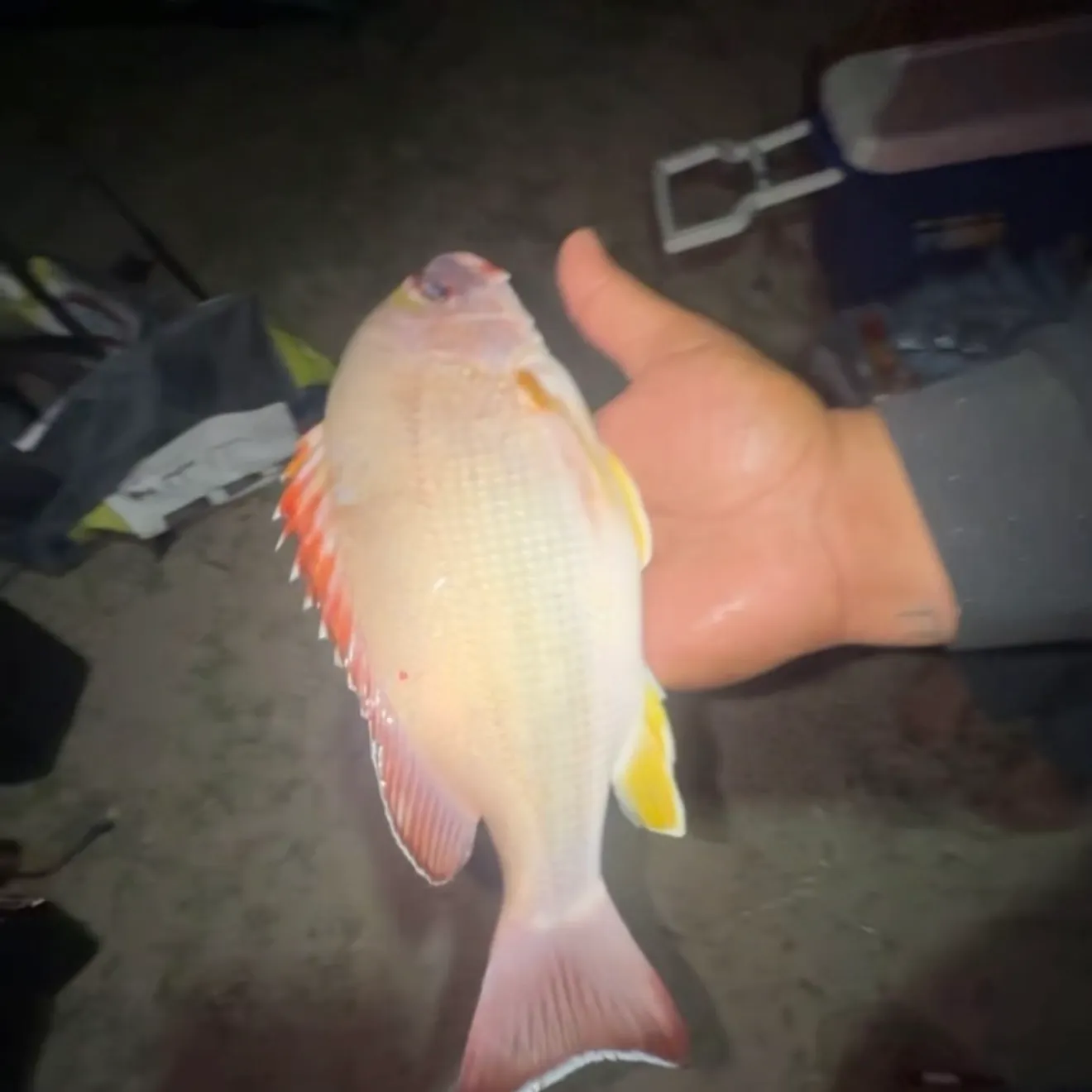The most recent Blacktail snapper catches on Fishbrain