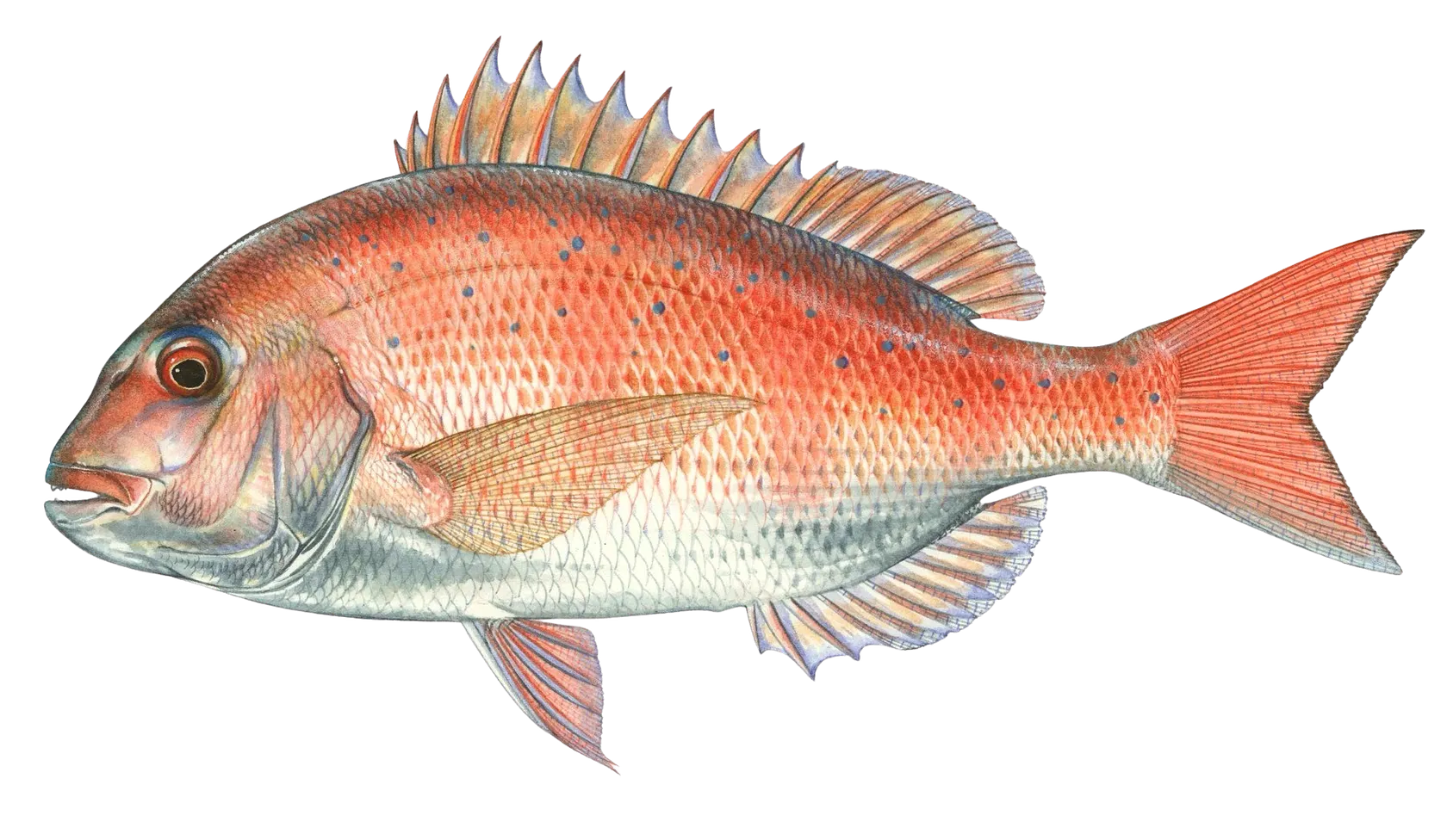 Red seabream
