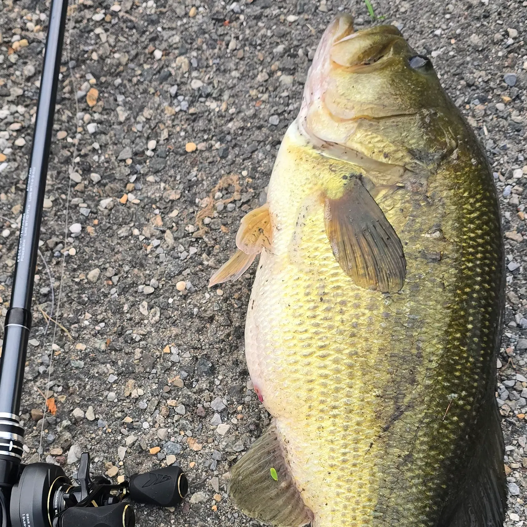 Largemouth bass caught on Fishbrain