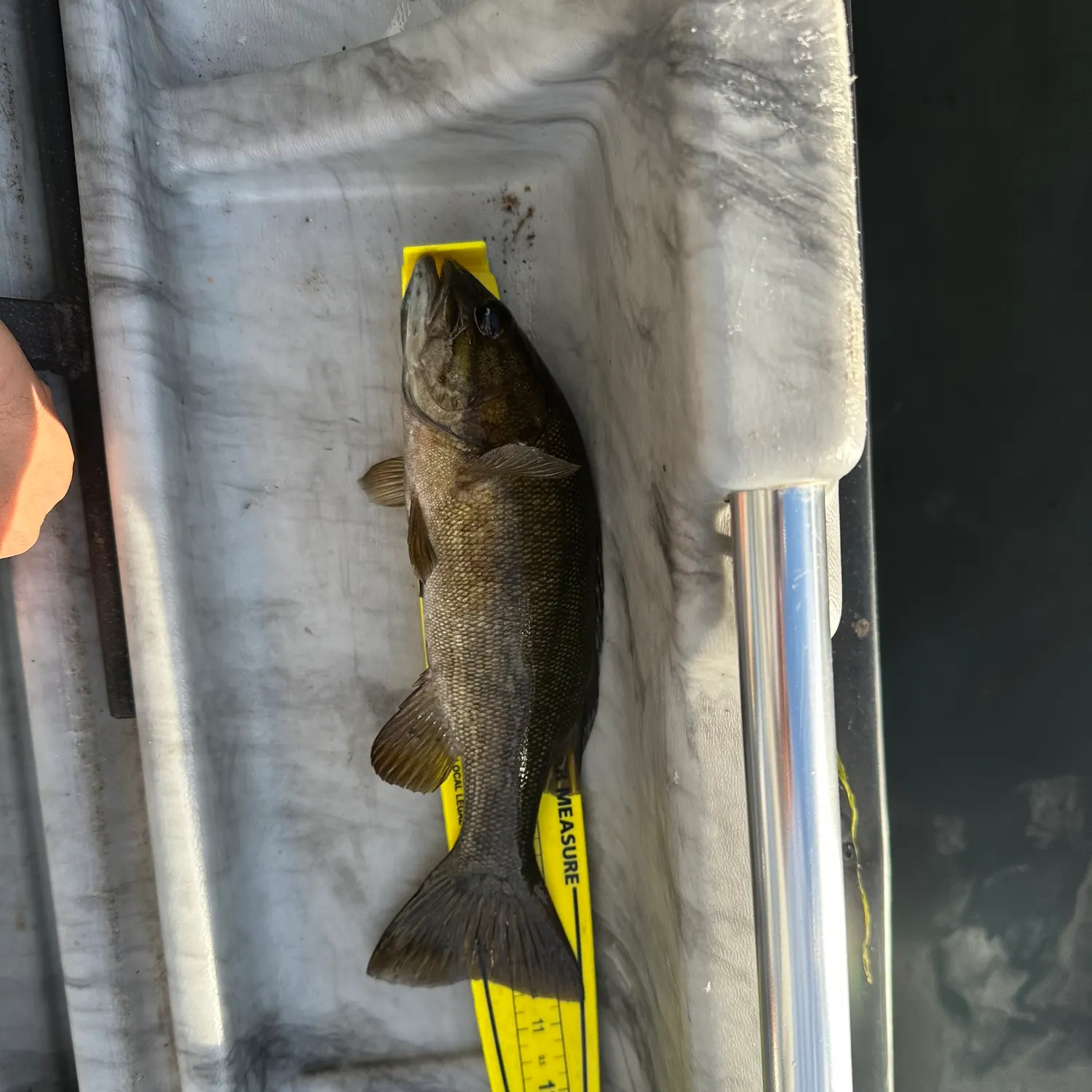 Smallmouth bass caught on Fishbrain