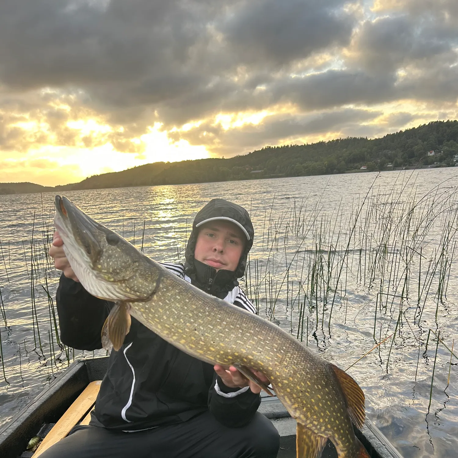Northern pike caught on Fishbrain