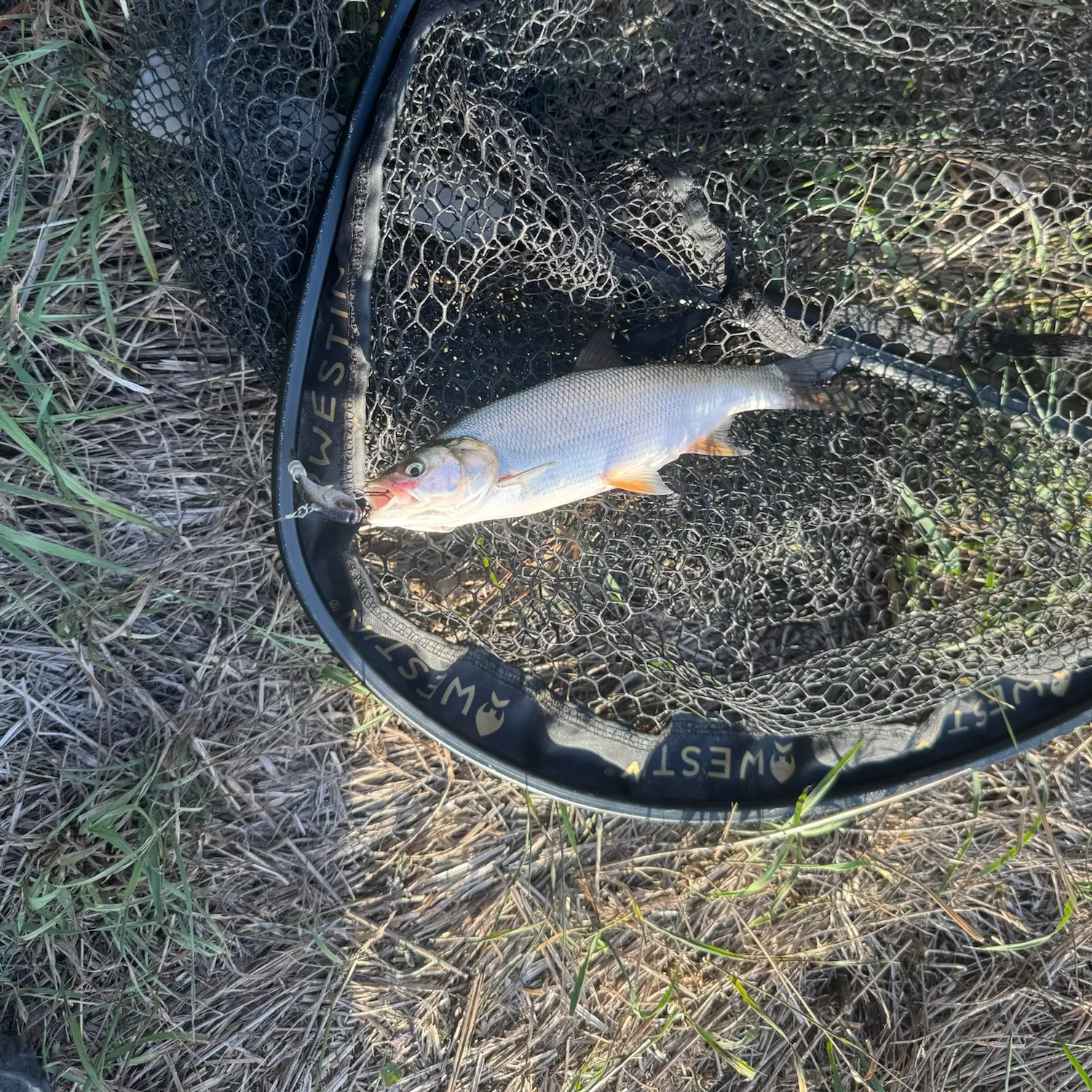 Asp caught on Fishbrain