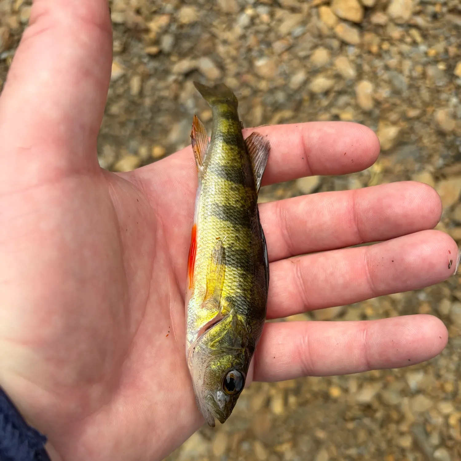 Yellow perch caught on Fishbrain