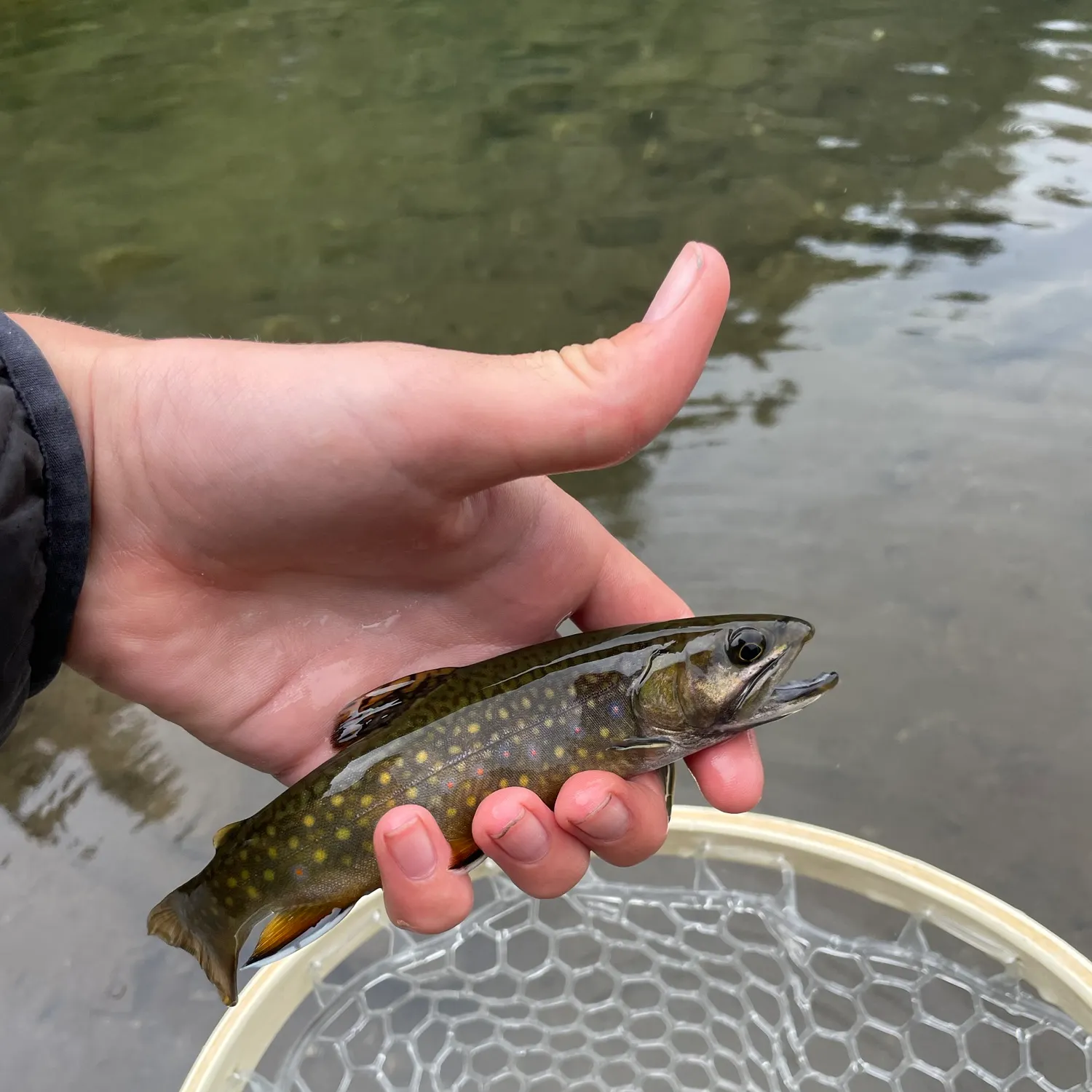 Brook trout caught on Fishbrain