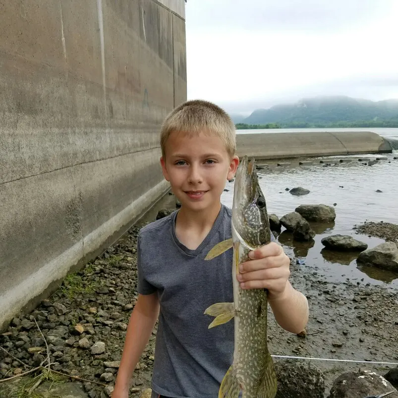 Northern pike caught on Fishbrain