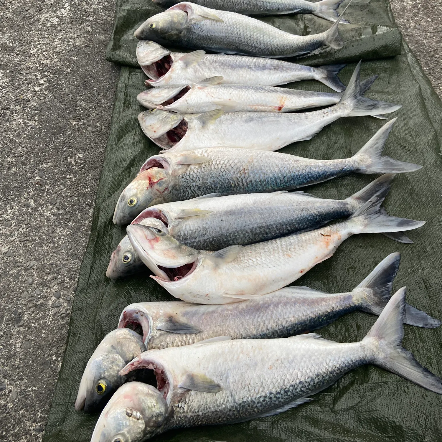 recently logged catches