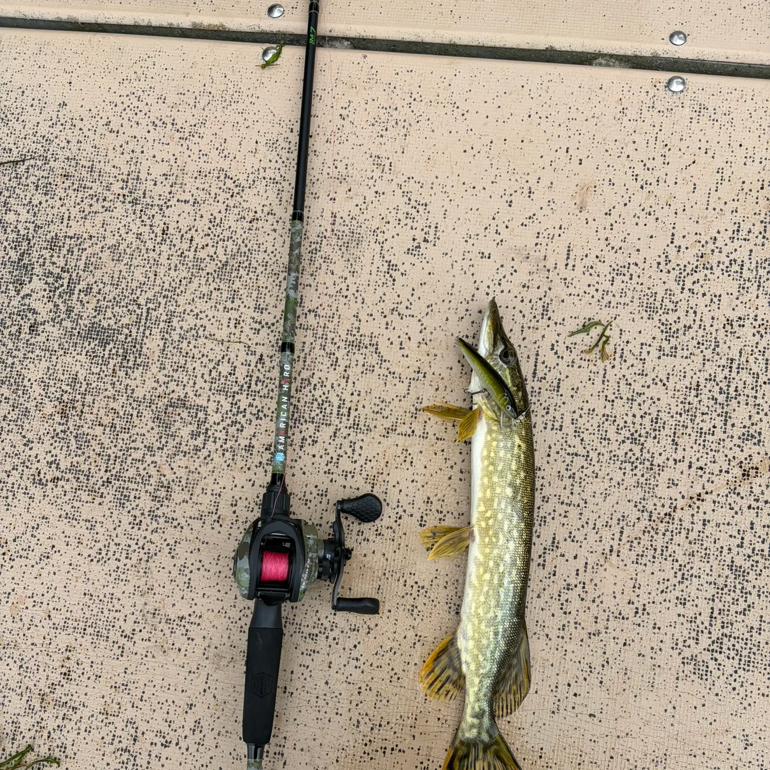 Northern pike caught on Fishbrain