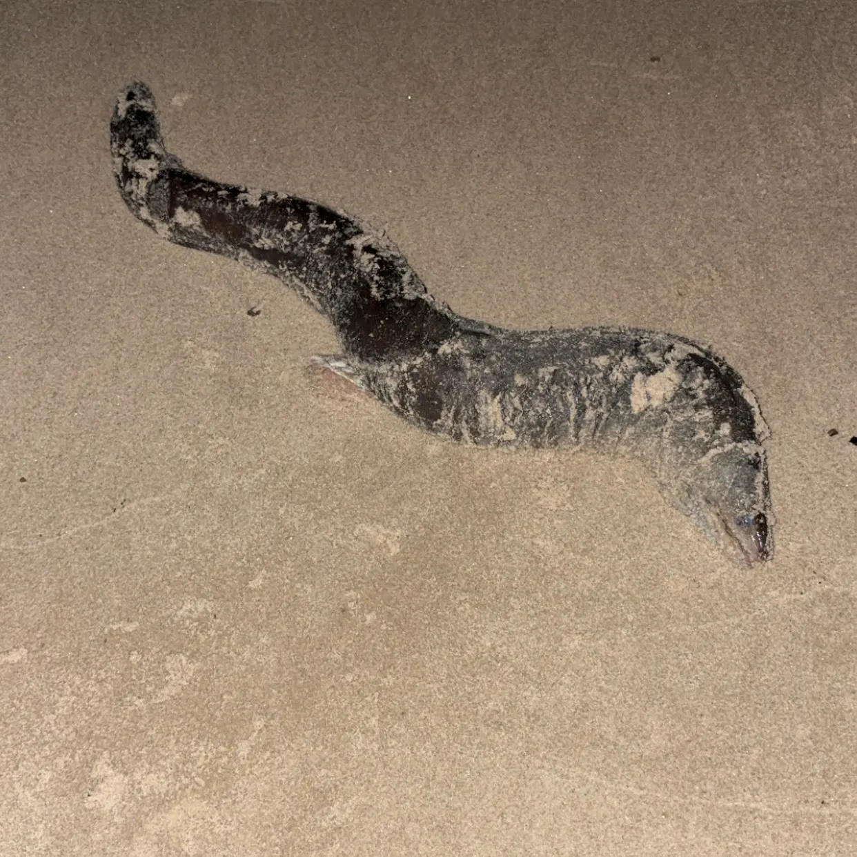 The most recent Leopard moray eel catches on Fishbrain