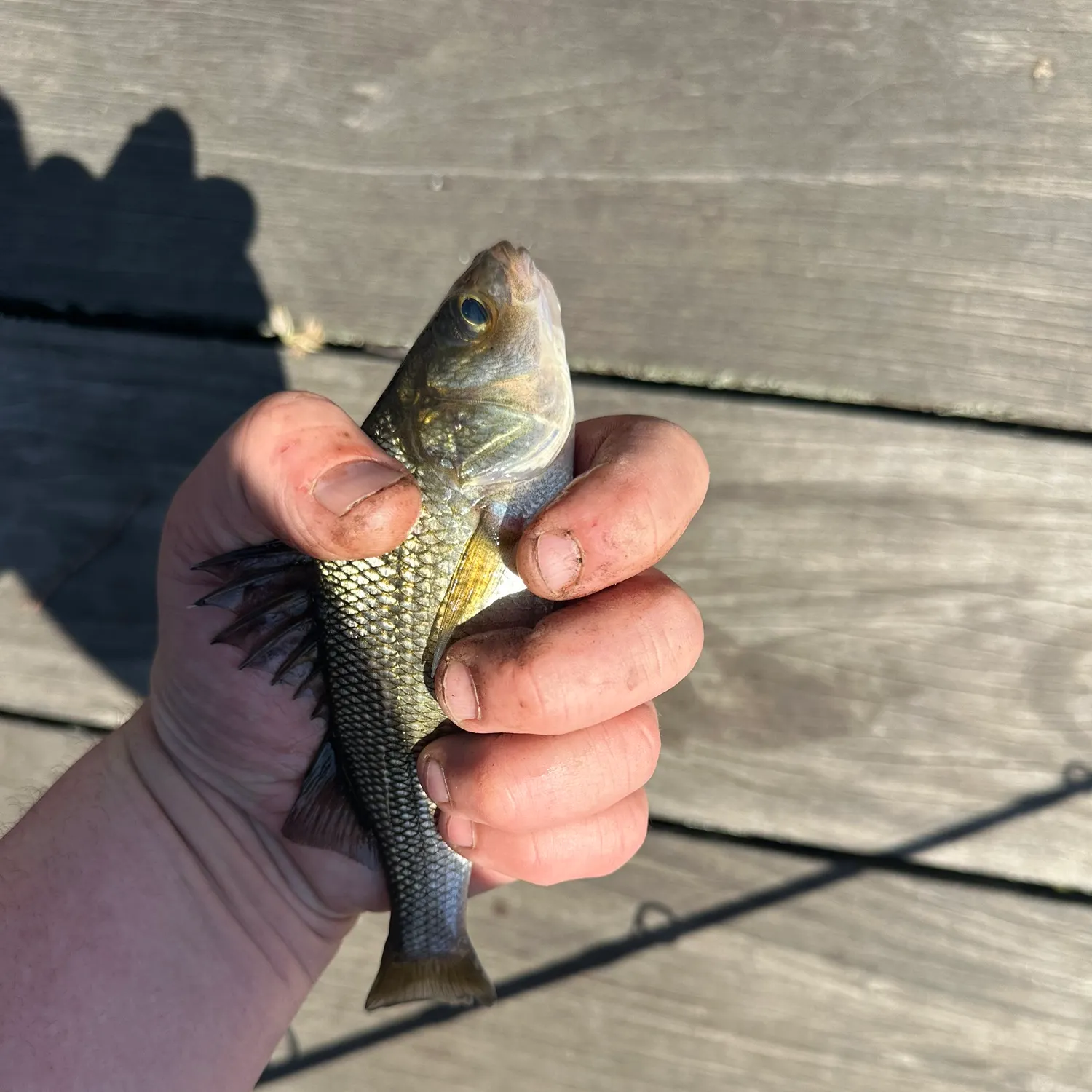 The most recent White perch catches on Fishbrain