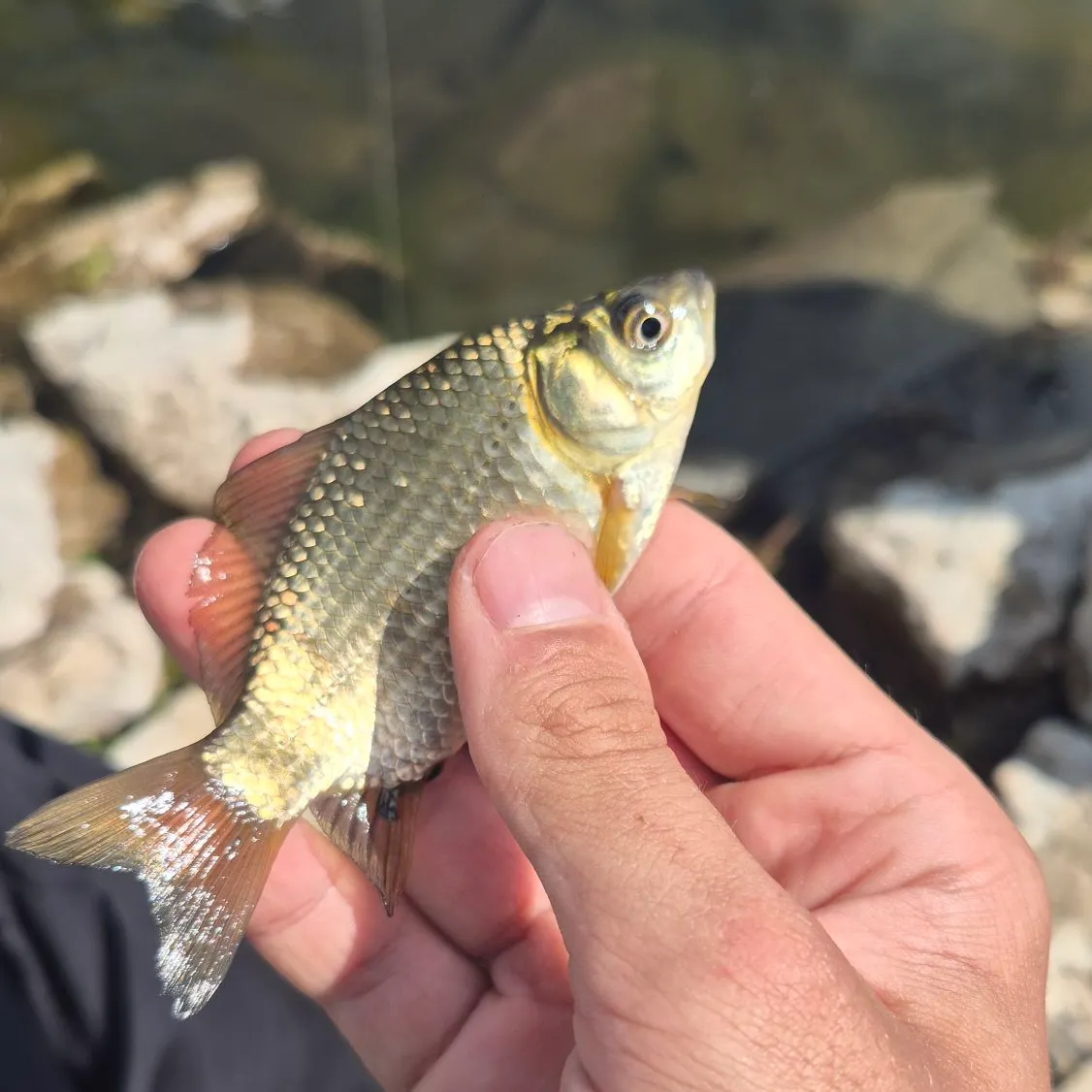 The most recent River carpsucker catches on Fishbrain