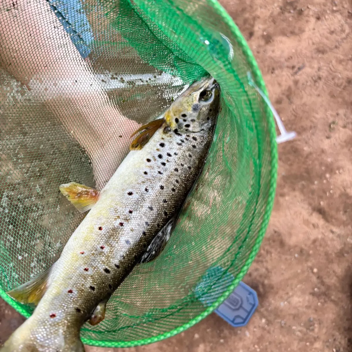 Brown trout caught on Fishbrain