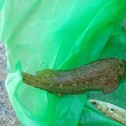 The most recent Bogue catches on Fishbrain