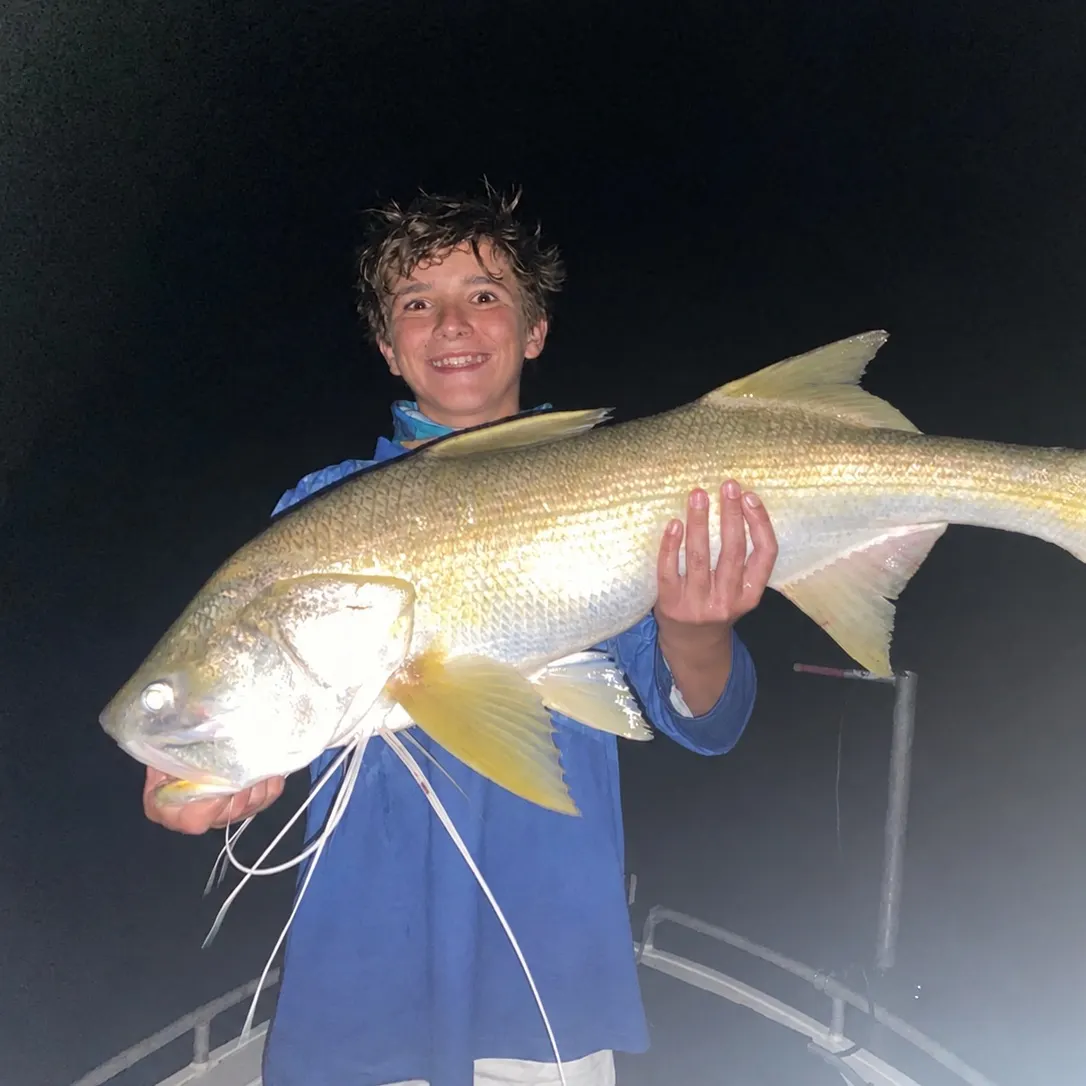 The most recent King threadfin catches on Fishbrain