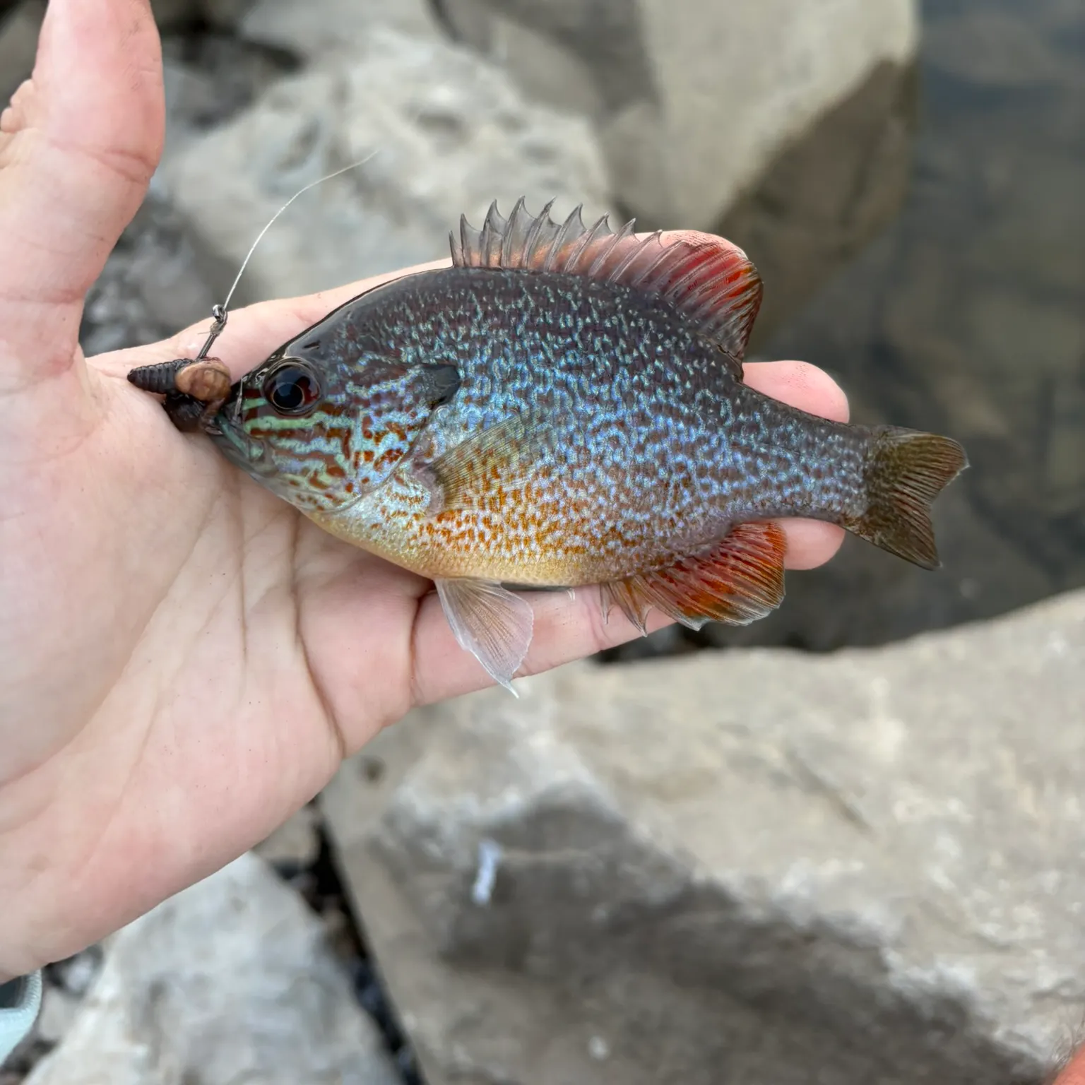 The most recent Longear sunfish catches on Fishbrain