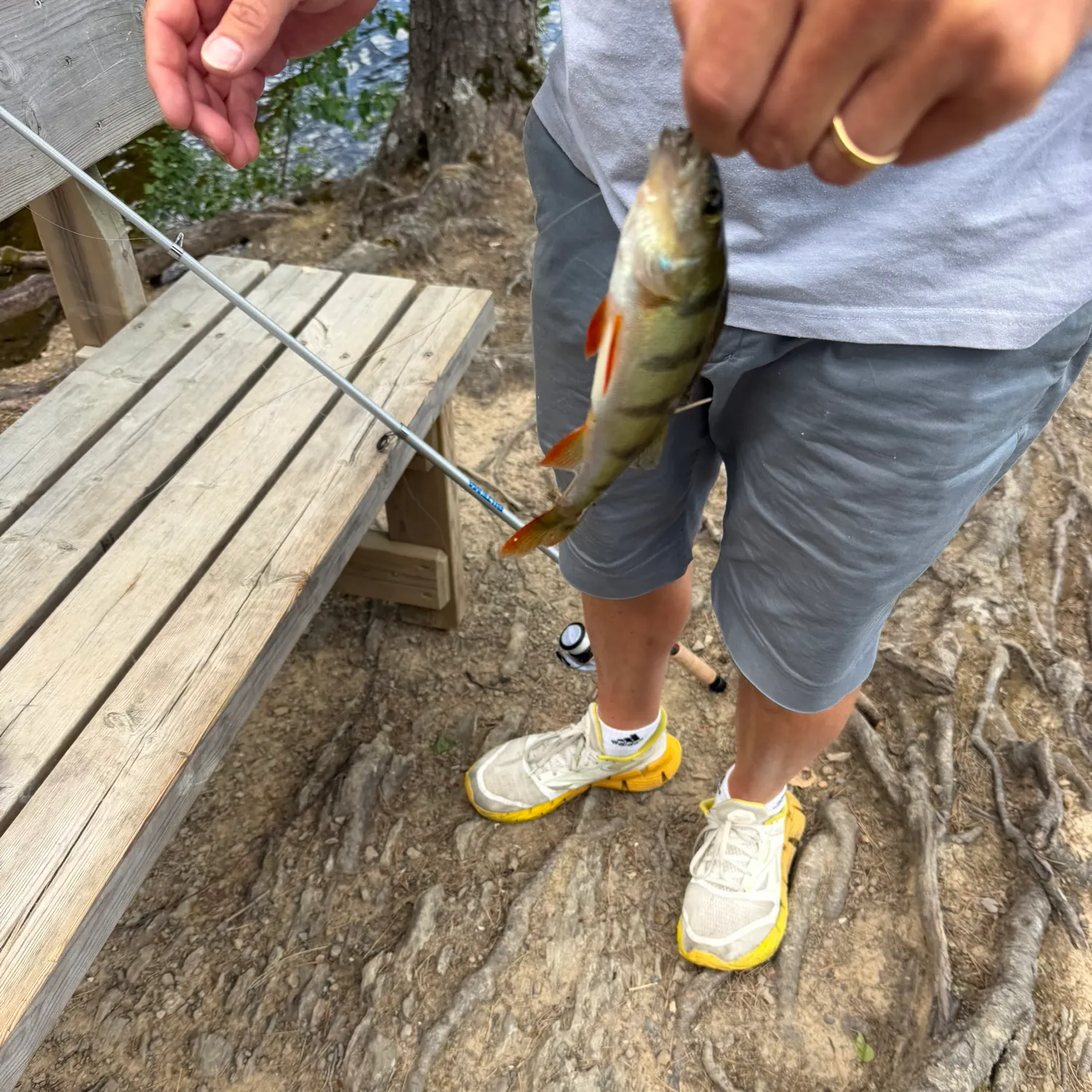 European perch caught on Fishbrain