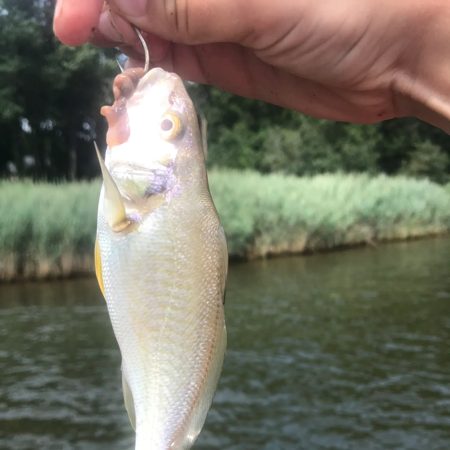 Atlantic croaker caught on Fishbrain