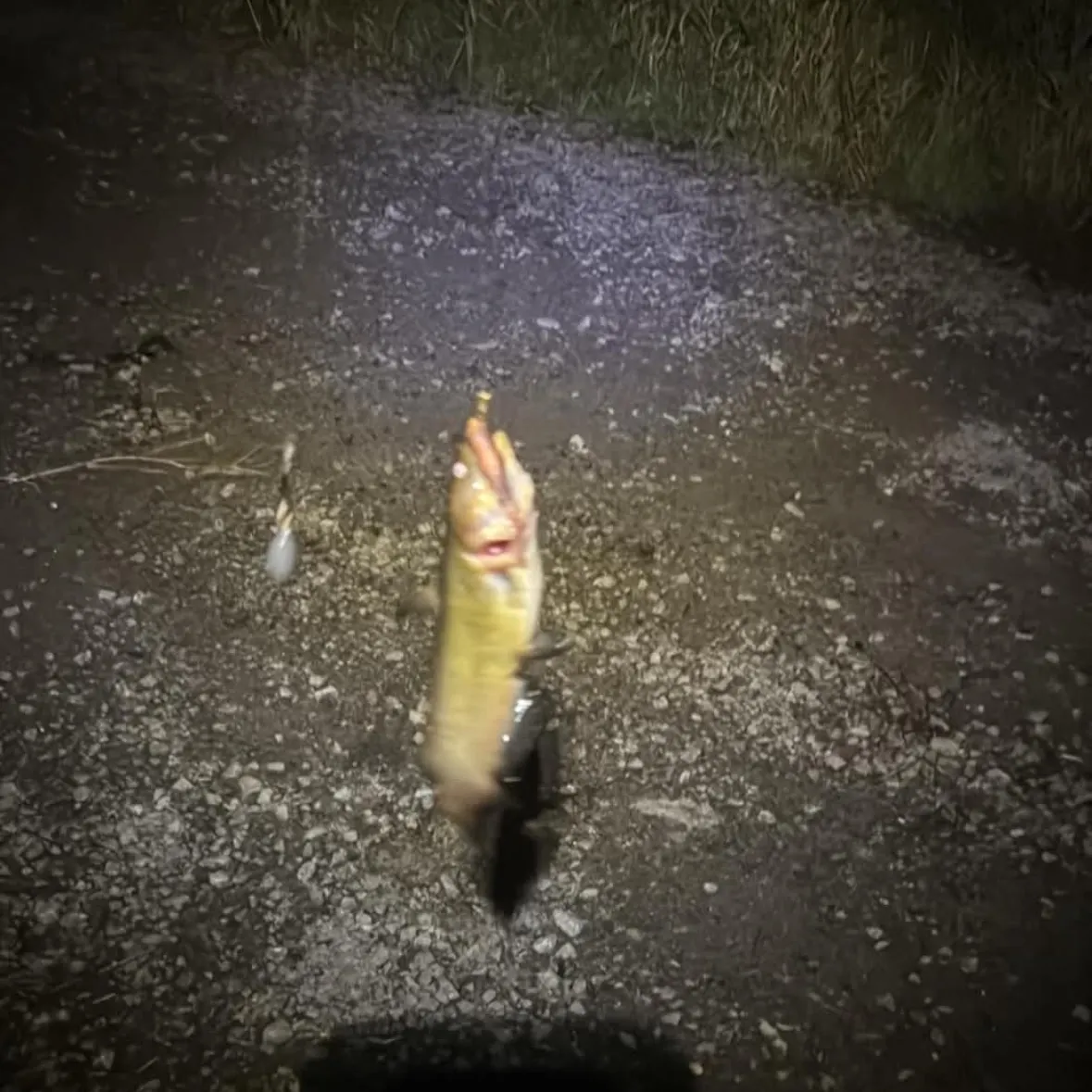Black bullhead caught on Fishbrain