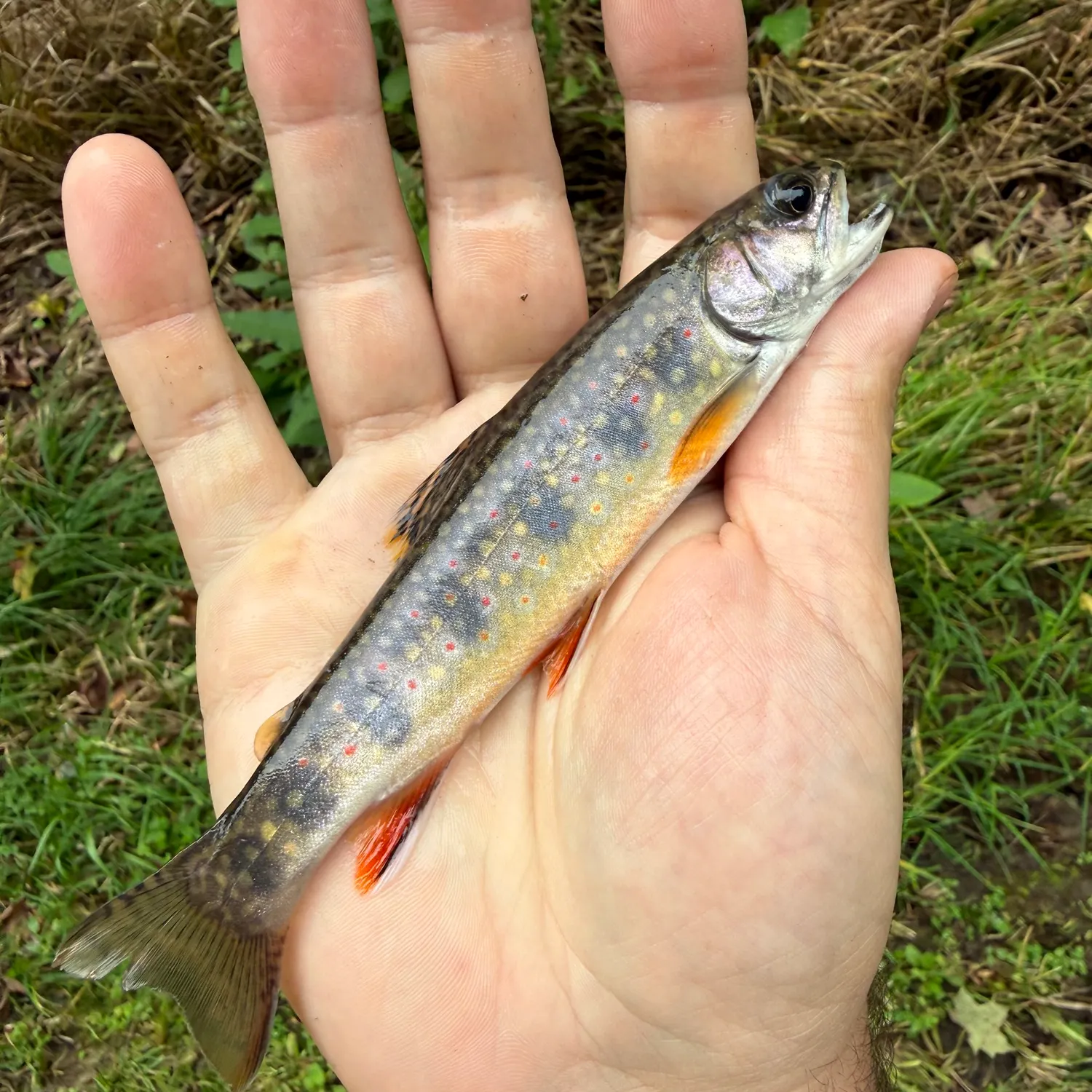 Brook trout caught on Fishbrain