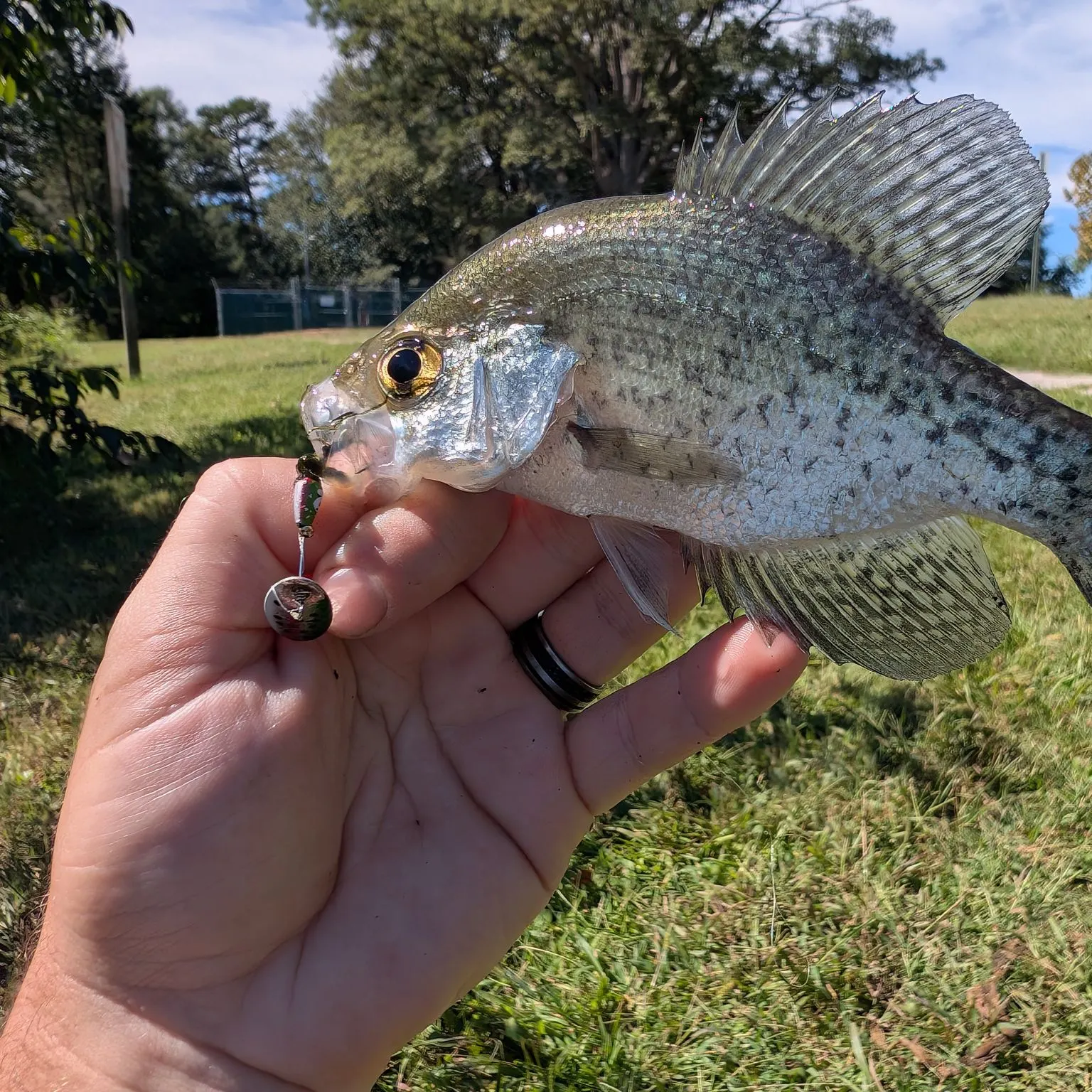 Black crappie caught on Fishbrain