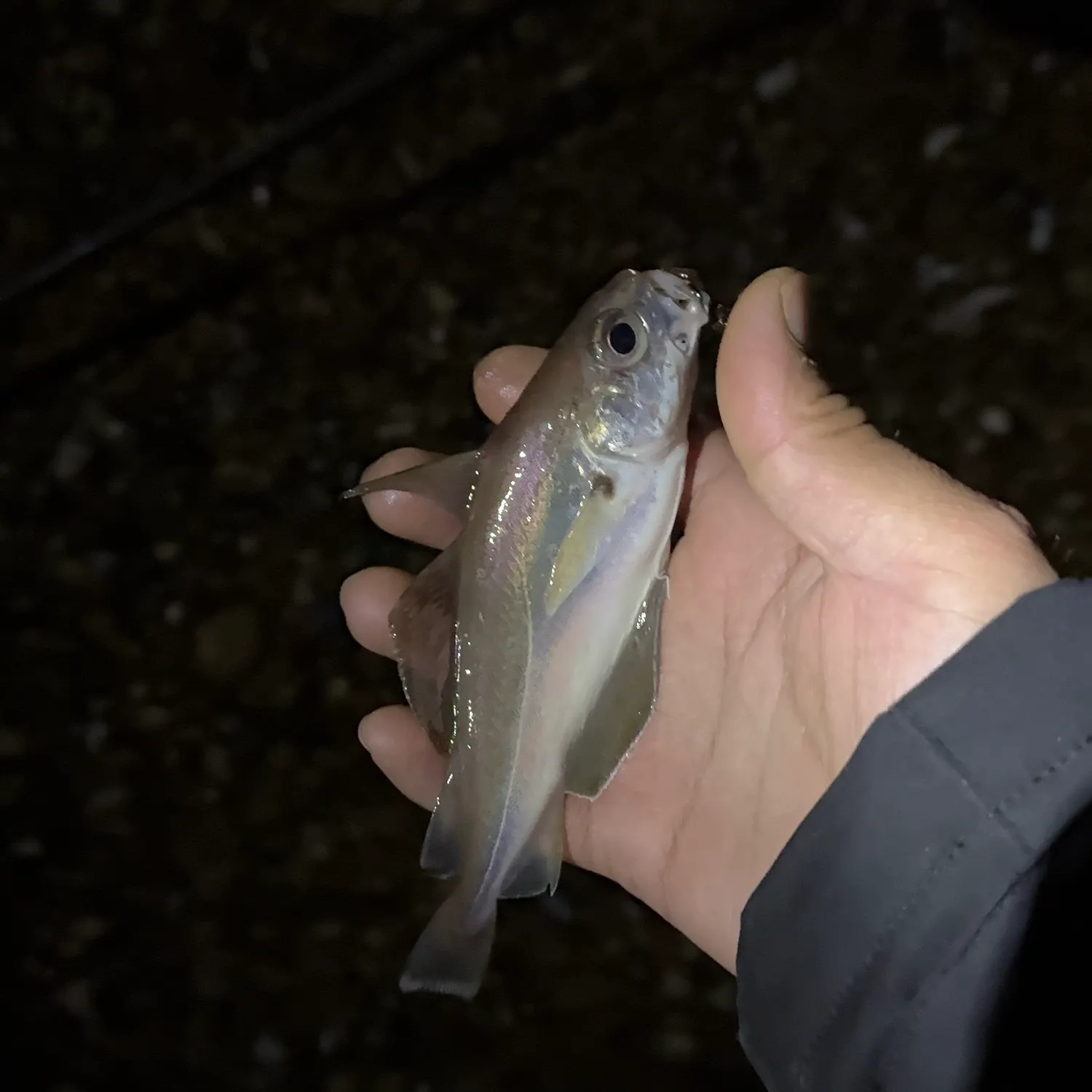 The most recent Poor cod catches on Fishbrain