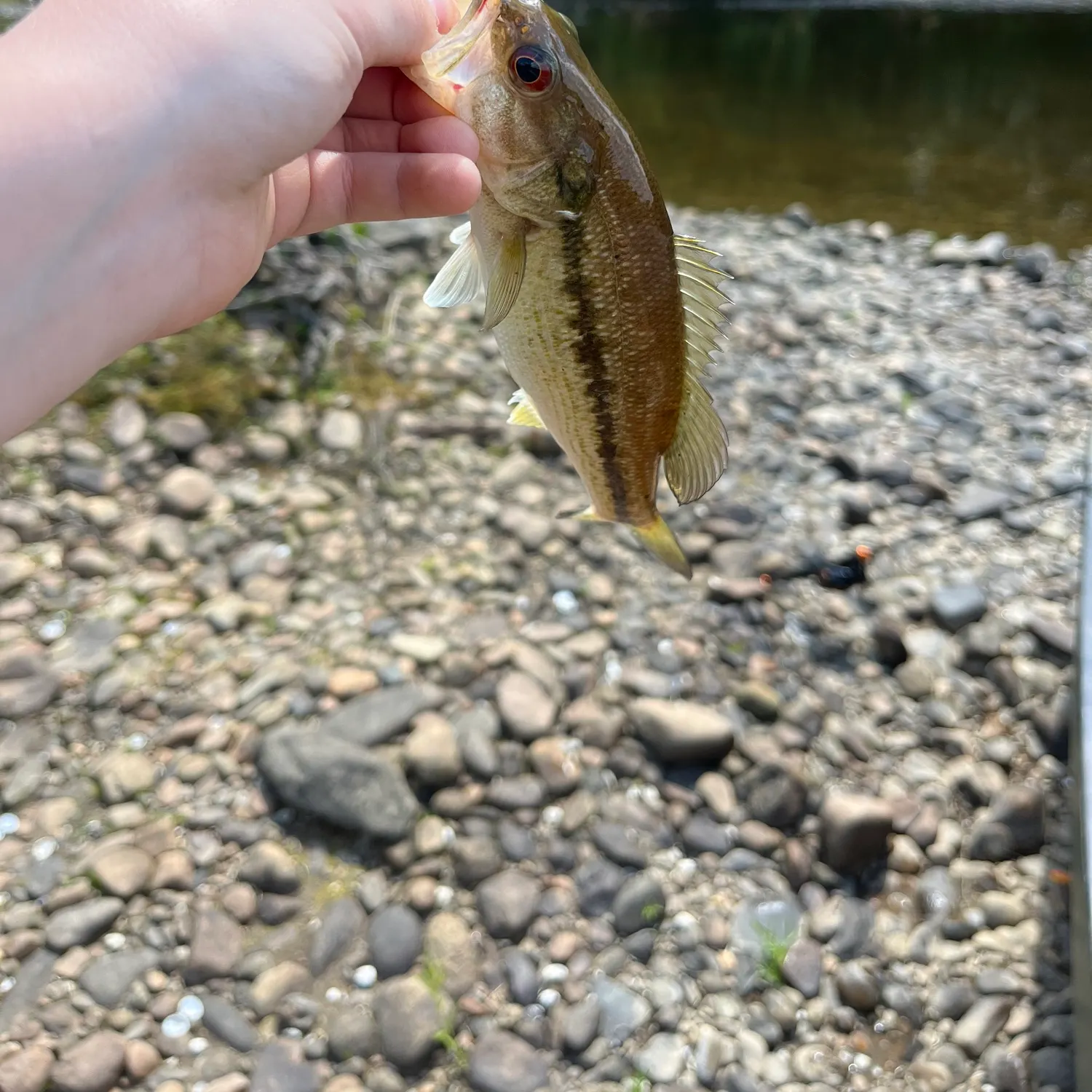 The most recent Redeye bass catches on Fishbrain