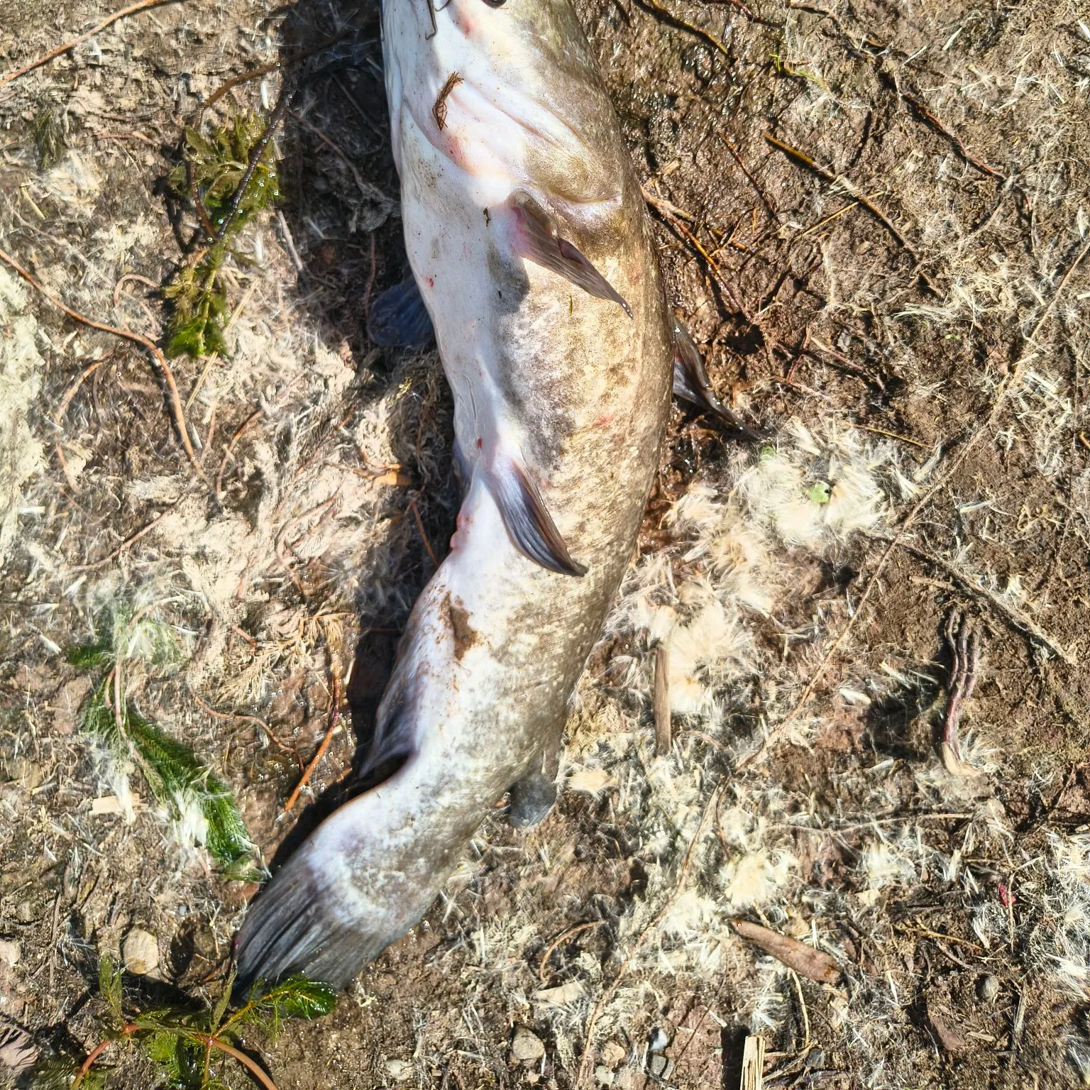 Black bullhead caught on Fishbrain