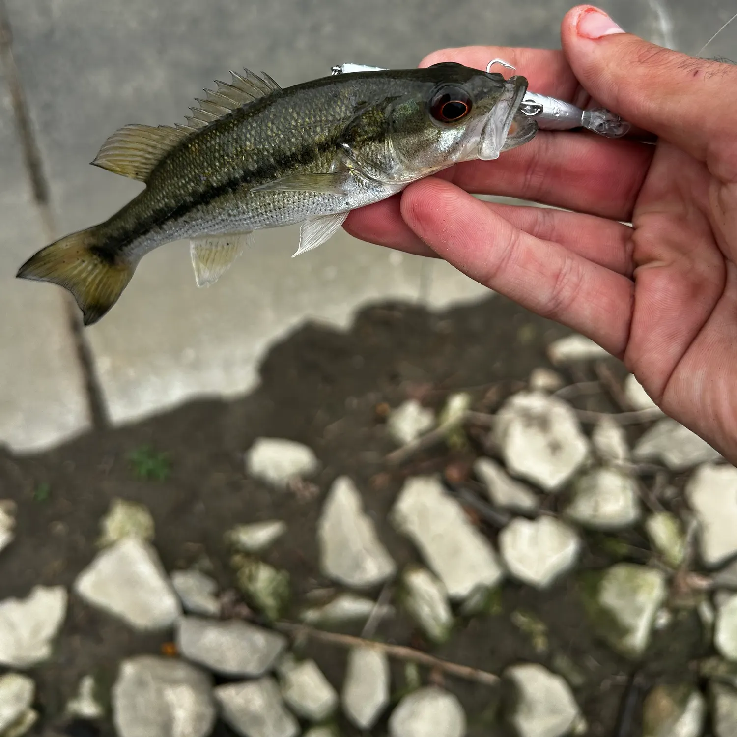 Spotted bass caught on Fishbrain