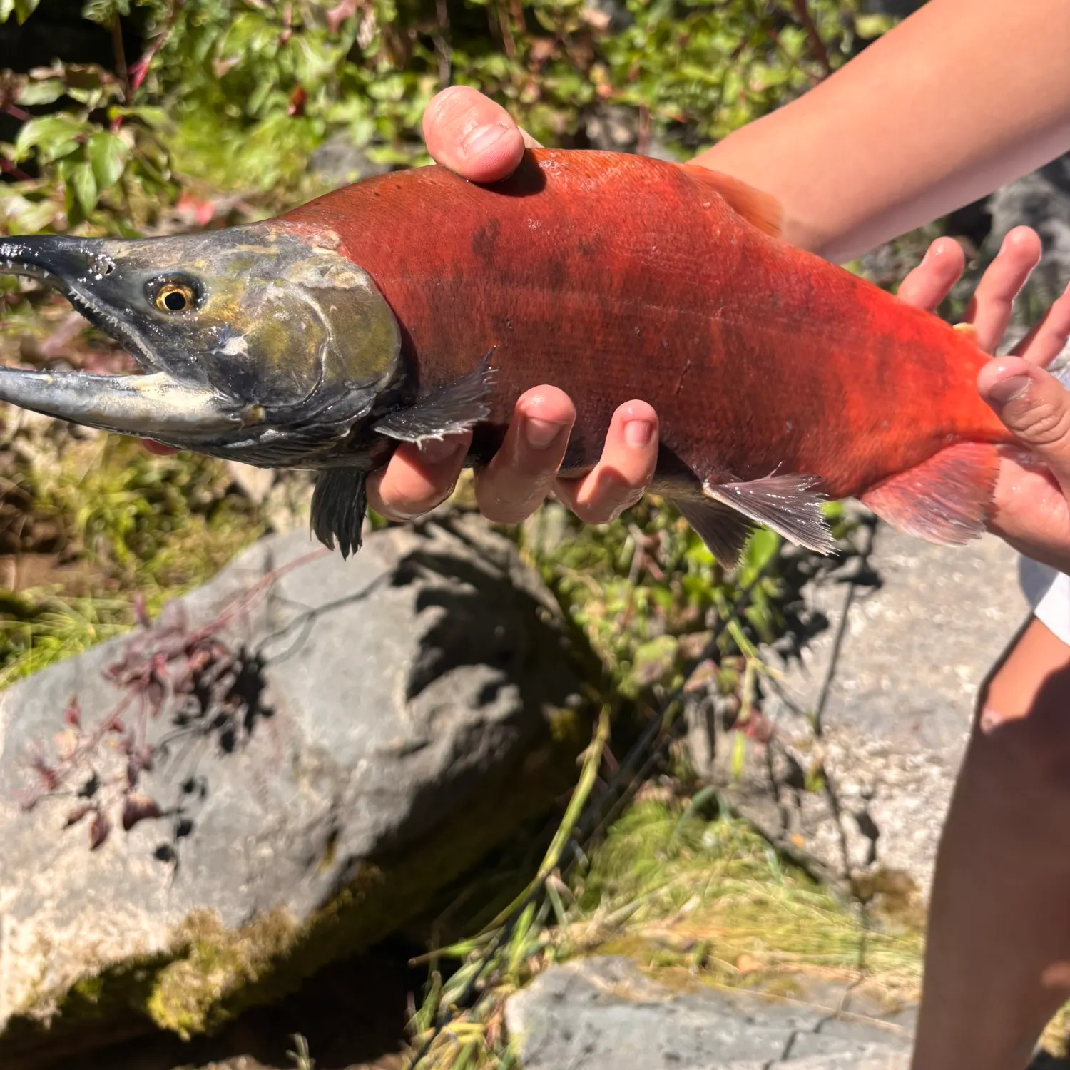 Kokanee salmon caught on Fishbrain