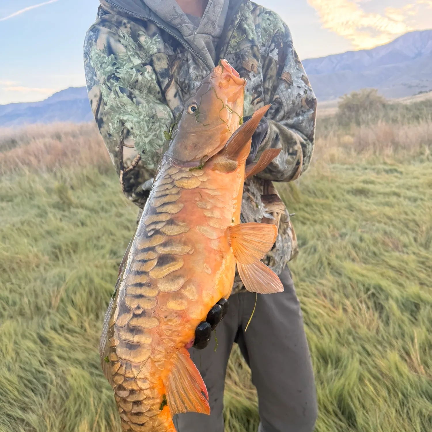 Mirror carp caught on Fishbrain