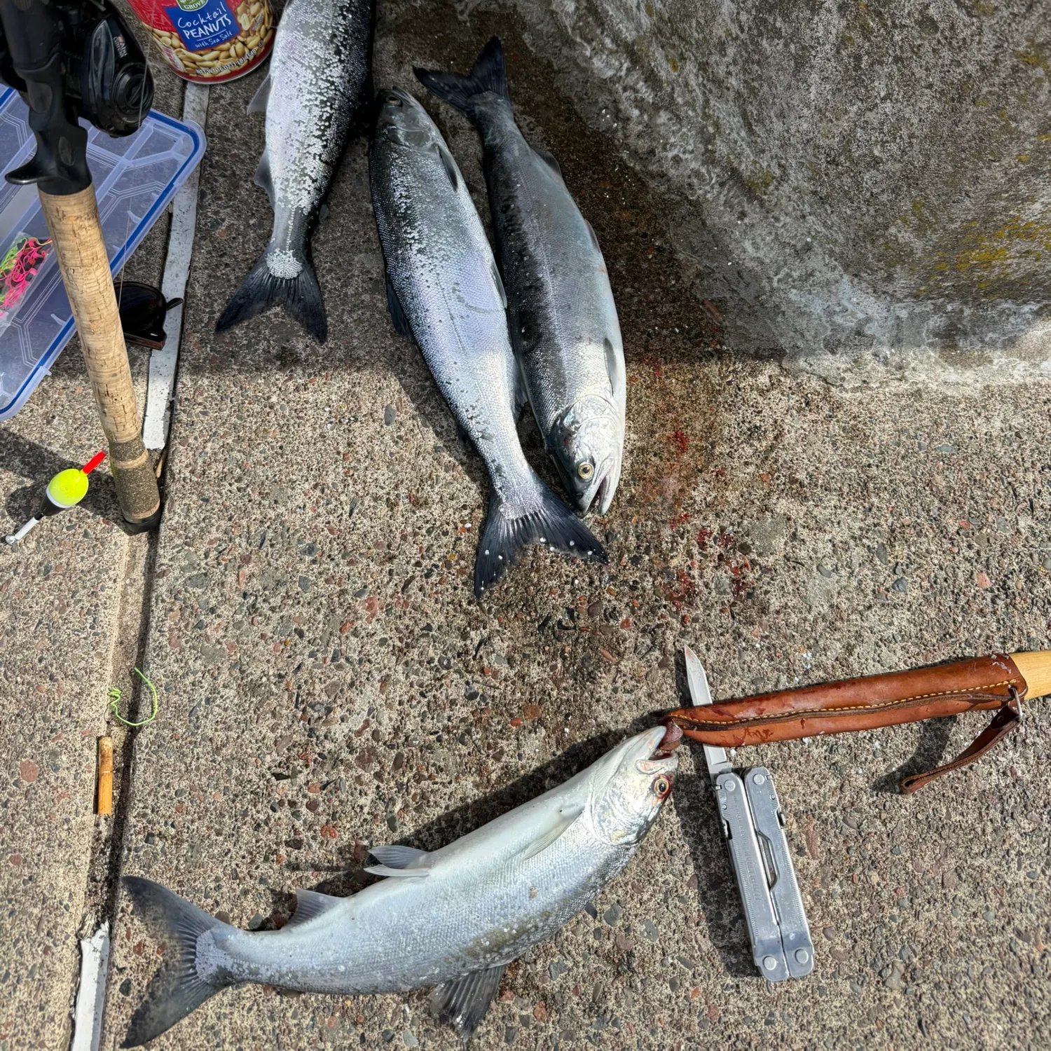 The most recent Coho salmon catches on Fishbrain
