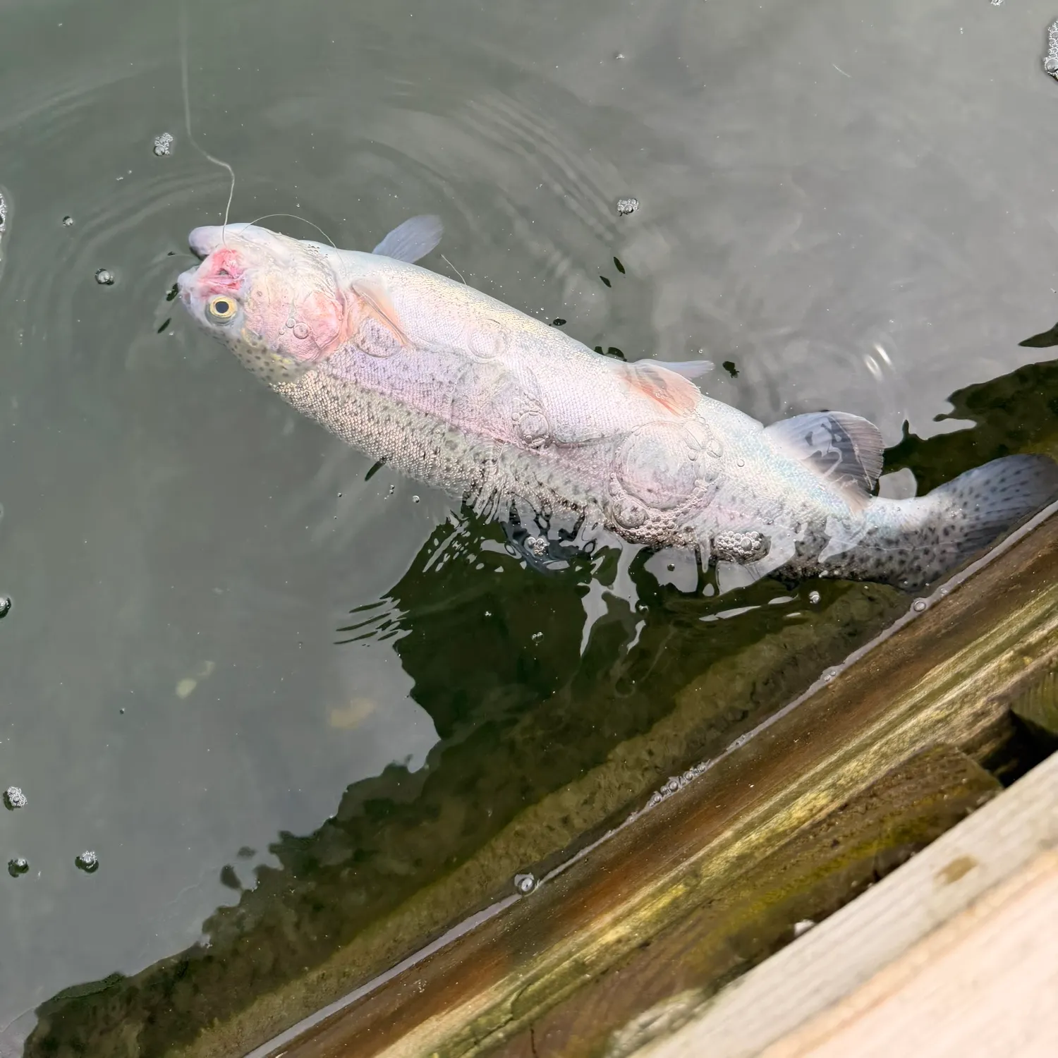 Rainbow trout caught on Fishbrain