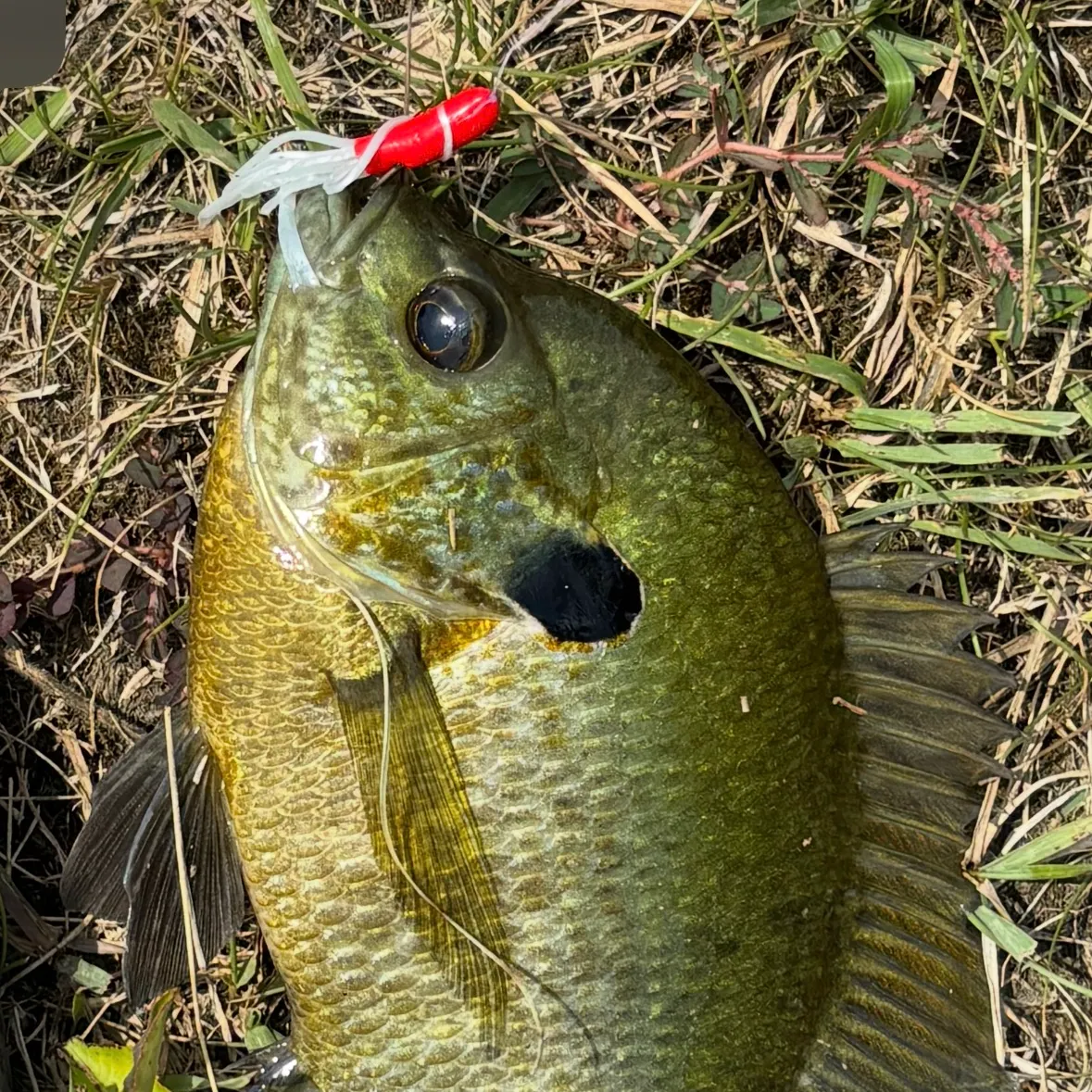 Bluegill caught on Fishbrain