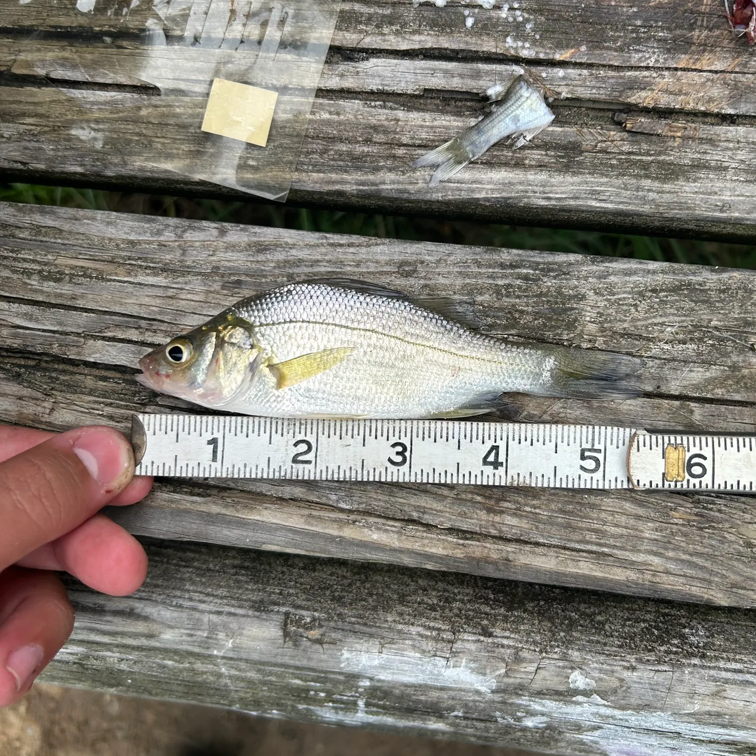 White perch caught on Fishbrain