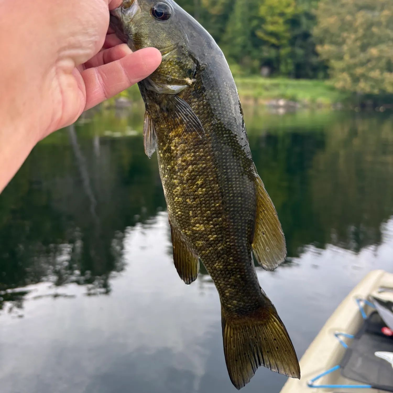 Smallmouth bass caught on Fishbrain