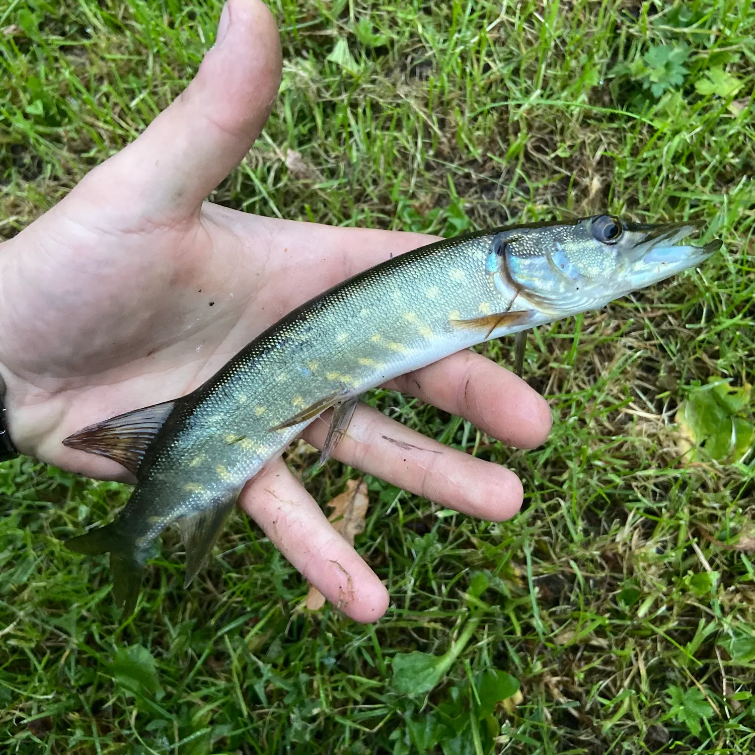 Northern pike caught on Fishbrain