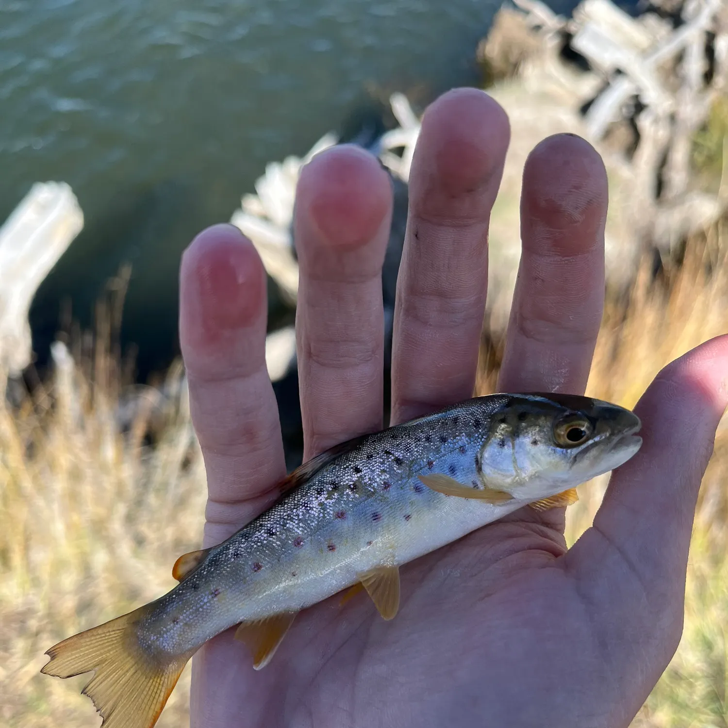 Brown trout caught on Fishbrain