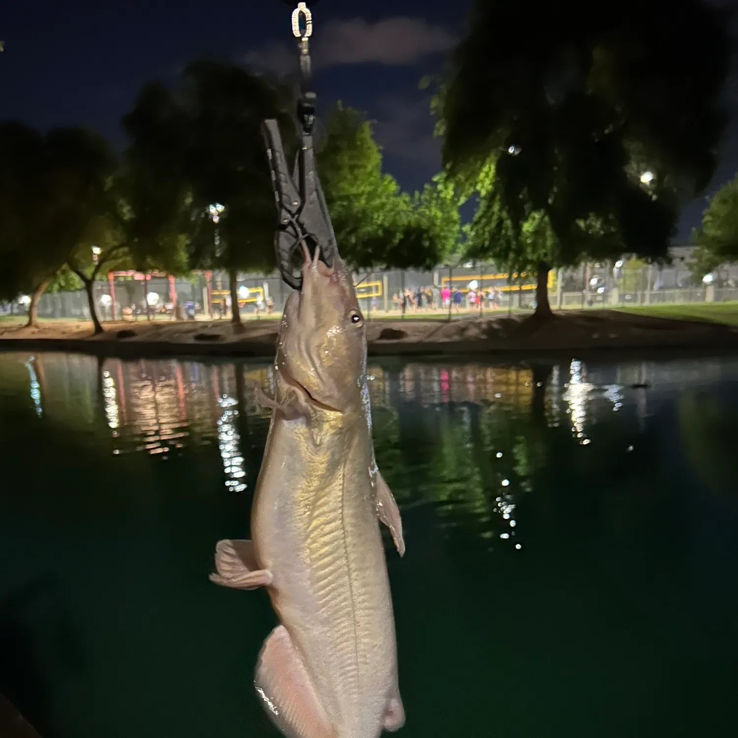 Channel catfish caught on Fishbrain