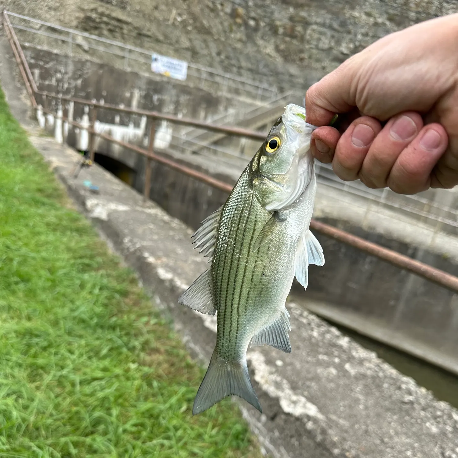 White bass caught on Fishbrain