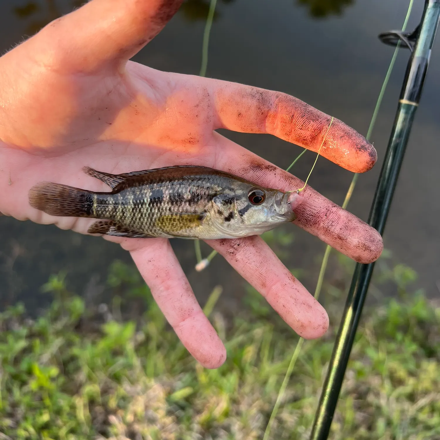 The most recent Jaguar cichlid catches on Fishbrain