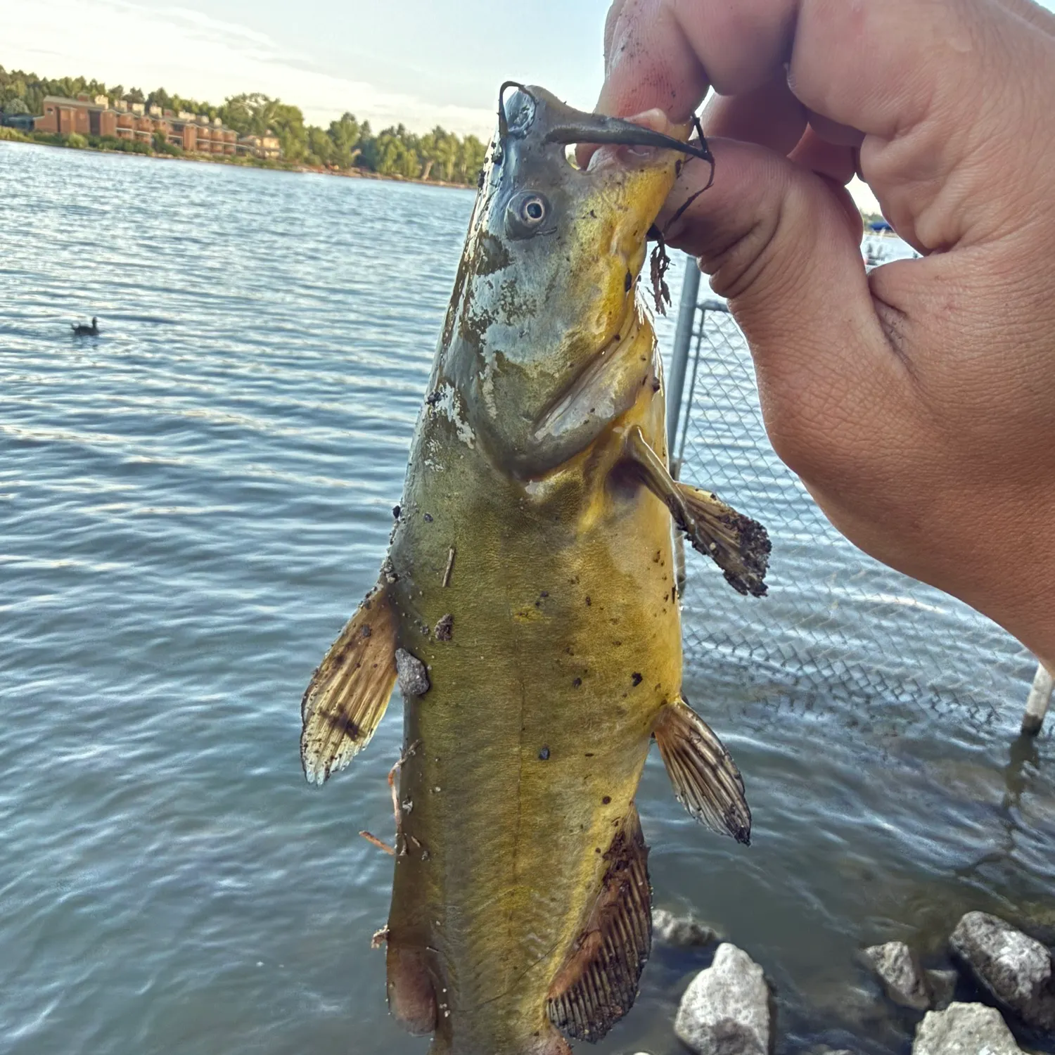 catch