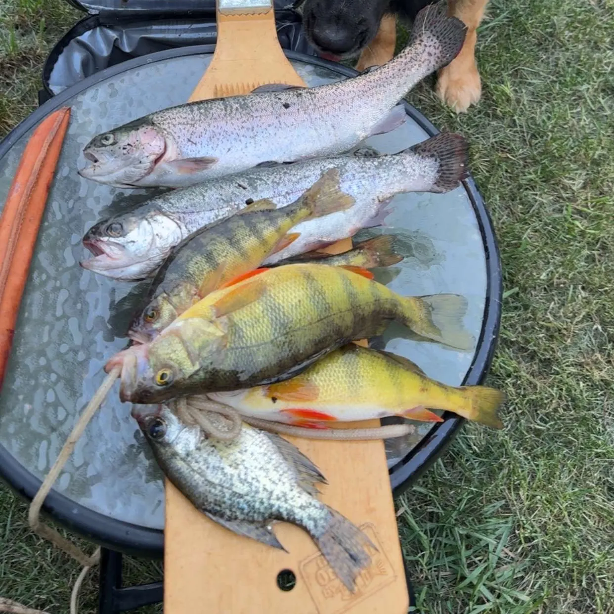 Yellow perch caught on Fishbrain