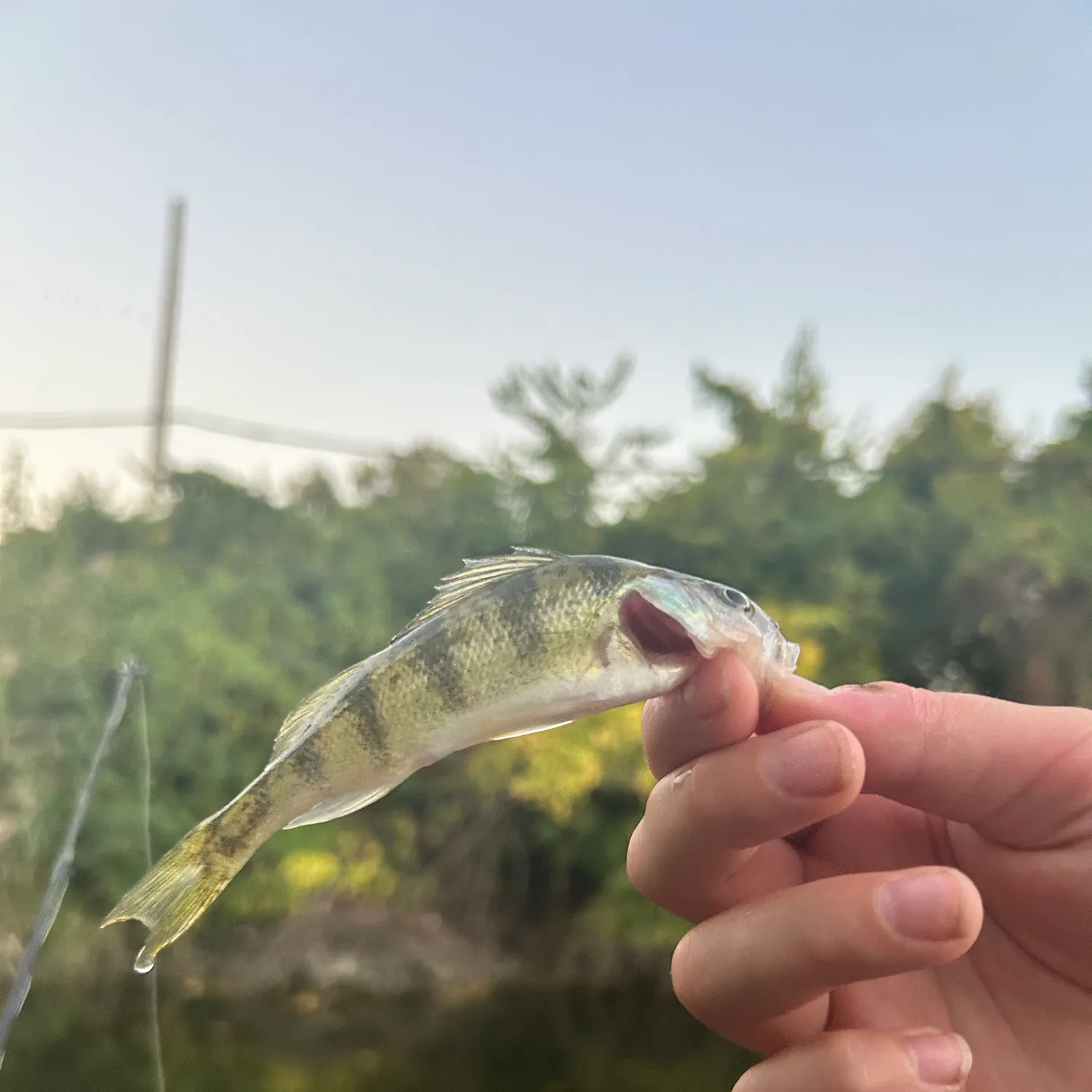 Yellow perch caught on Fishbrain