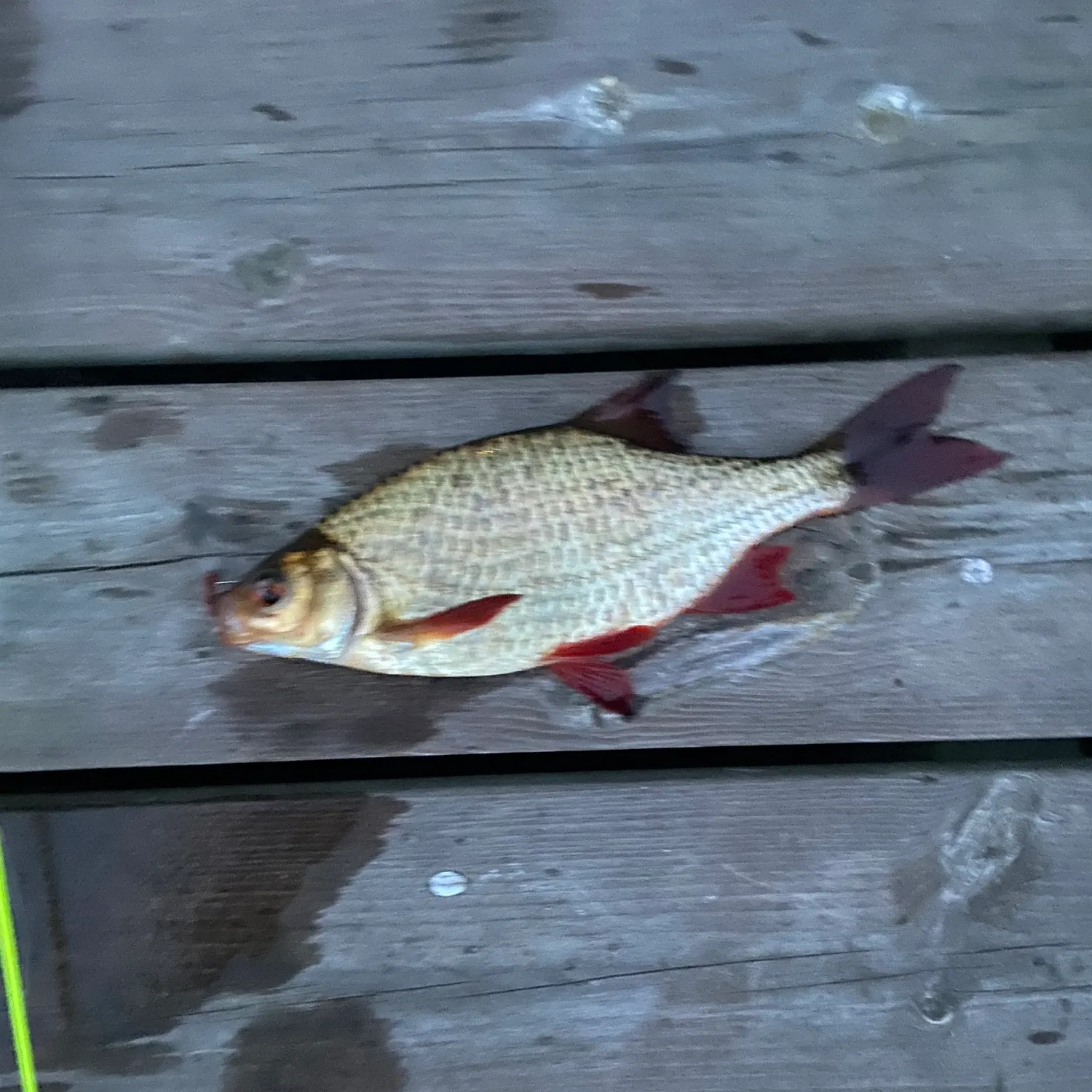 recently logged catches