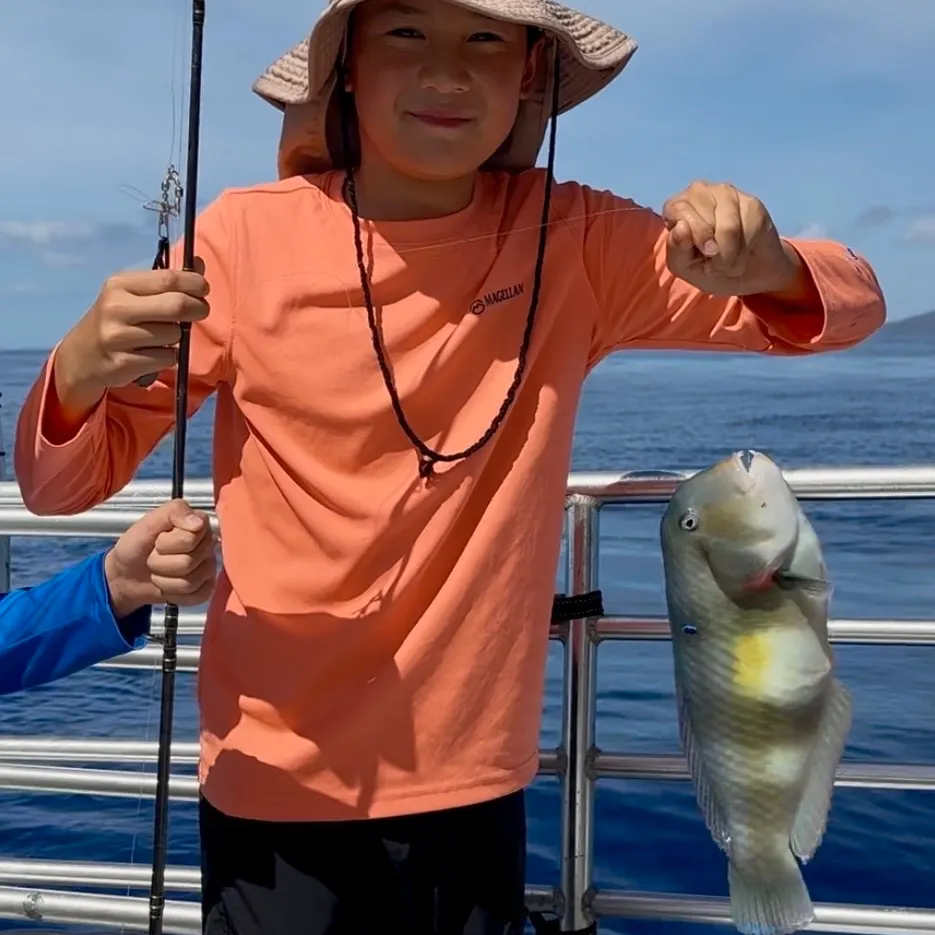 The most recent Peacock wrasse catches on Fishbrain