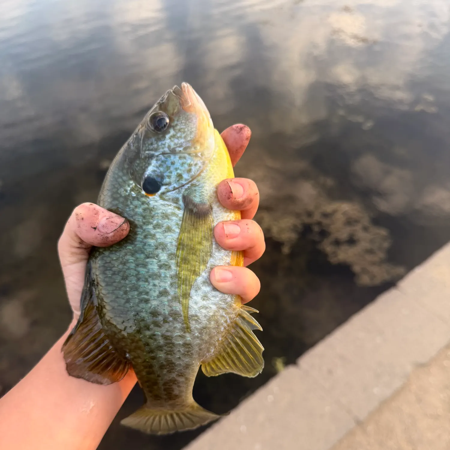 Bluegill caught on Fishbrain